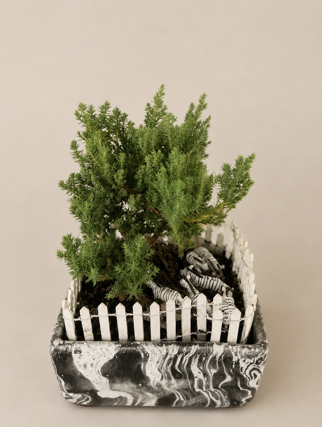Zebra Garden Planter - Enclosed Zebra Garden A living miniature landscape with a healthy juniper, decorative white picket fence, and resting zebra figurines. This unique planter brings a touch of safari-inspired charm to desks, shelves, and windowsills.