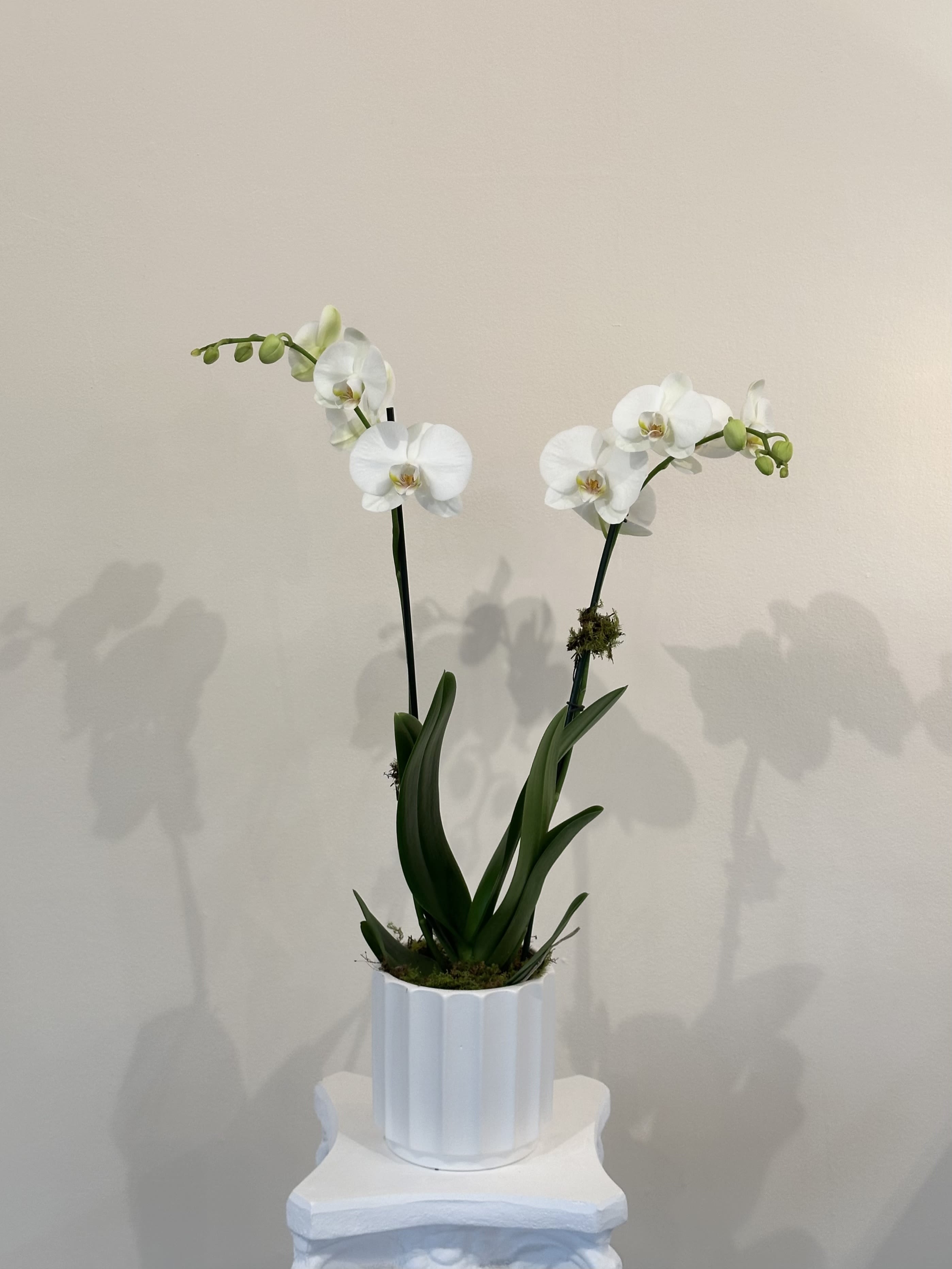 White orchid plant in a white pot