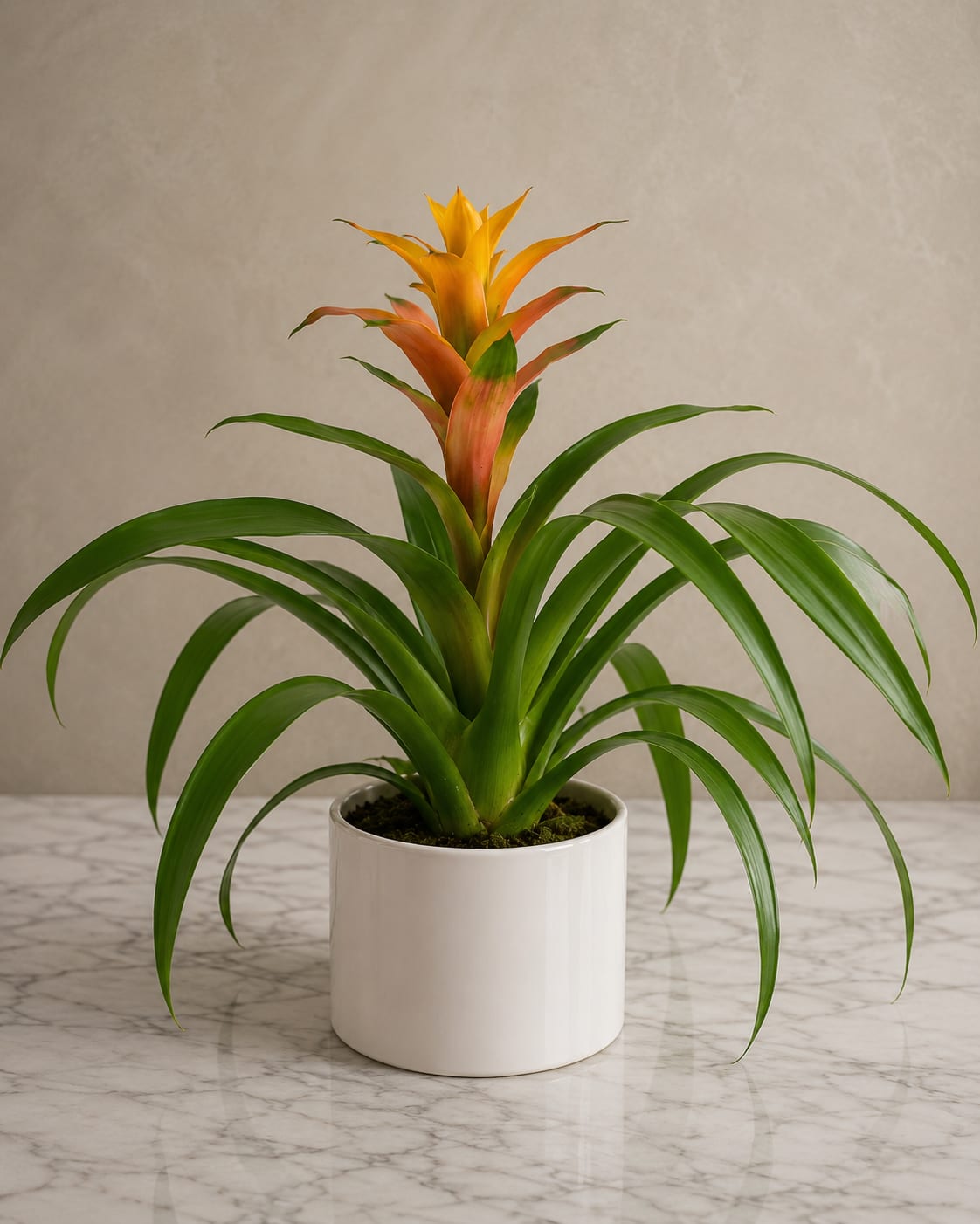 Guzmania Bromeliad - A vibrant Guzmania bromeliad brings a burst of tropical color to any space - perfect as a houseplant gift or everyday décor for birthdays, congratulations, or a thoughtful "I'm thinking of you" moment. The striking orange-to-yellow central bloom and glossy green, strap-like leaves create an immediate wow-factor that feels both joyful and elegant for a mantel, desk, or bedside table.  This potted bromeliad is presented in a smooth white ceramic pot that highlights the plant's bright colors and clean lines; the topsoil is visible for an authentic, modern look. The rosette-forming foliage and long-lasting central bract deliver months of color indoors with minimal fuss. Colors include warm orange, sunny yellow, fresh green foliage, and crisp white from the pot for a contemporary contrast.  Ideal for someone who loves low-maintenance tropical plants, this Guzmania sends a message of warmth and cheer without overwhelming care demands. Keep it in bright, indirect light, water sparingly by moistening the soil and the central cup, and avoid cold drafts - a simple routine that keeps the bloom vibrant. Choose the compact white ceramic pot size shown for an easy, ready-to-display gift.