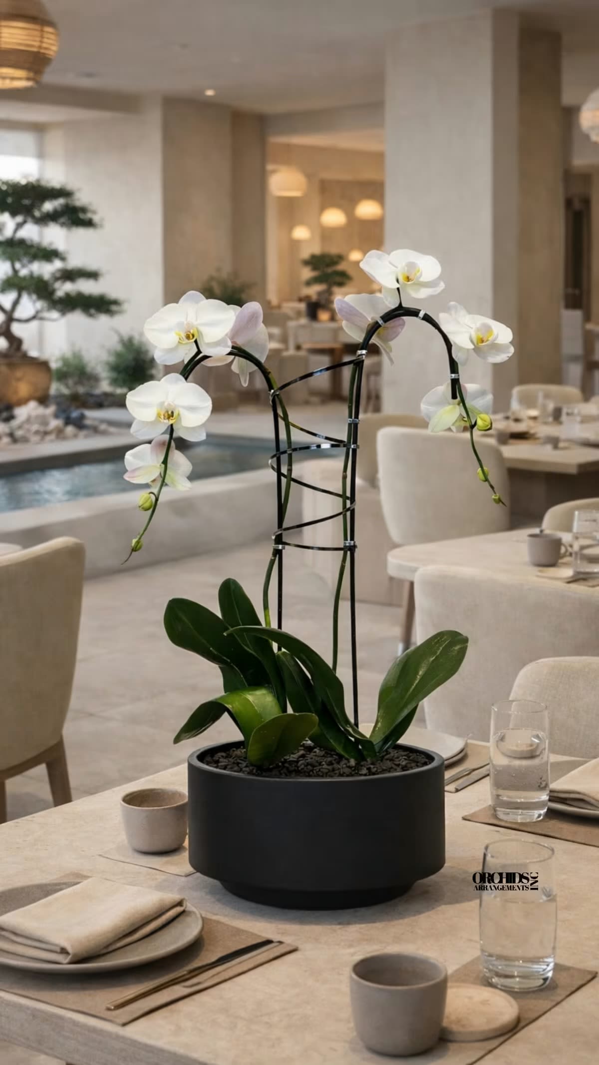 White Phalaenopsis Orchid Arrangement – Double Stem Premium Gift - Double Luxury White Phalaenopsis orchid Arrangement designed for gifting with a Black Vase 12” x 6” . We offer flower delivery, same day flower delivery, orchid delivery, and same day orchid delivery in Miami Dade Broward and Palm Beach. 