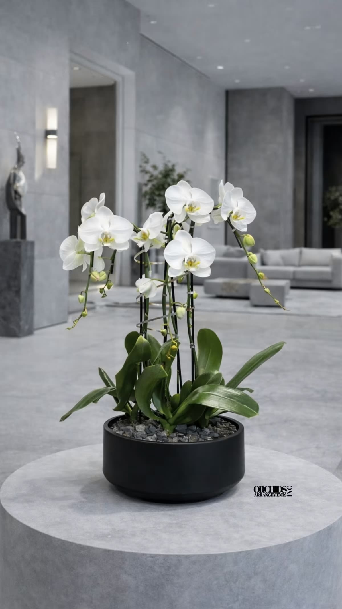  White Phalaenopsis Orchid Arrangement – Triple Stem Premium Gift - Triple Luxury White Phalaenopsis orchid Arrangement designed for gifting with a Black Vase 12” x 6” . We offer flower delivery, same day flower delivery, orchid delivery, and same day orchid delivery in Miami Dade Broward and Palm Beach. 