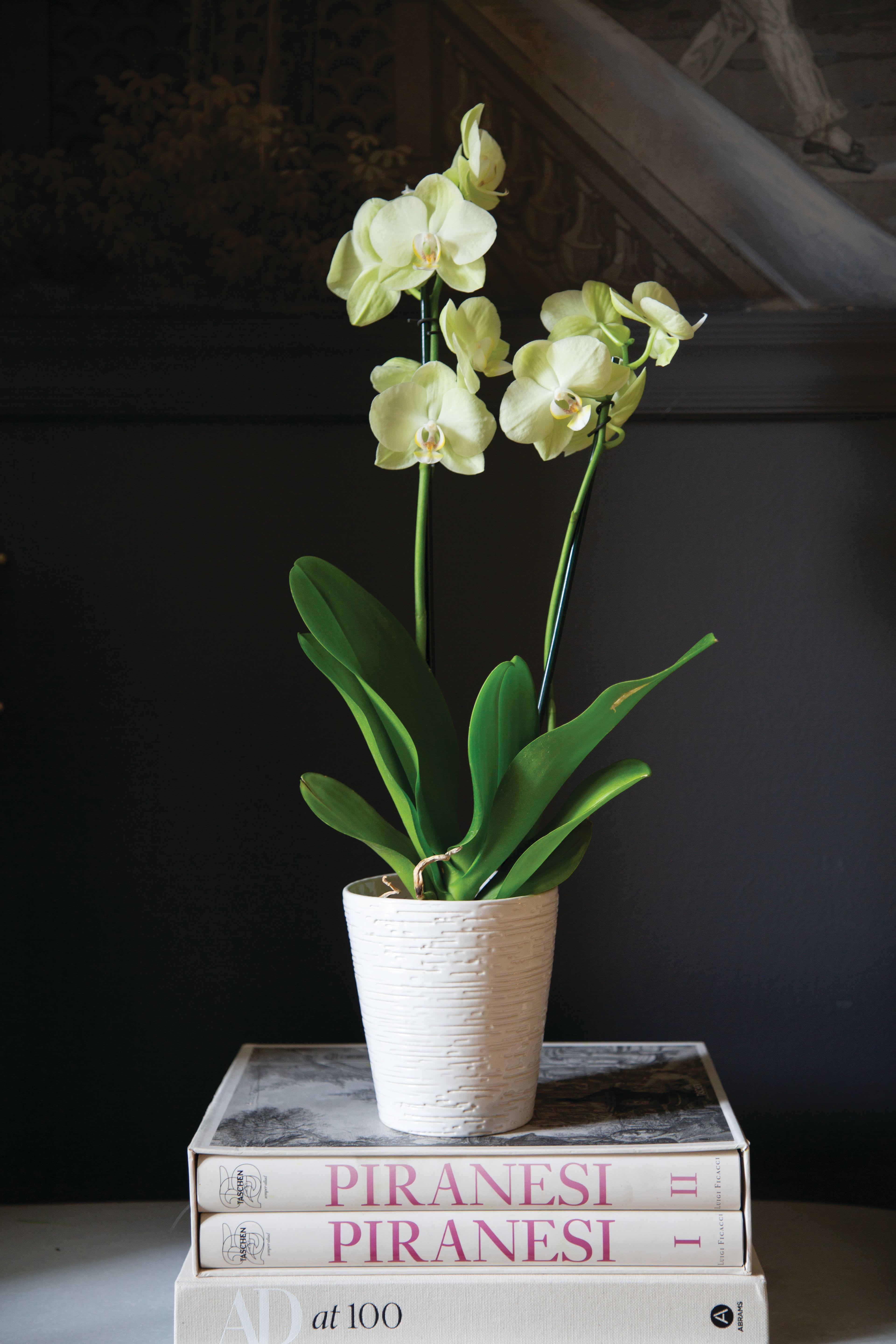 Elegant White Phalaenopsis Orchid - Bring lasting beauty into any home or office with our Elegant White Phalaenopsis Orchid. Planted in a modern white ceramic container, this graceful orchid showcases multiple stems of pristine white blooms, creating a sophisticated gift that continues to bloom for weeks with proper care.  Perfect for birthdays, anniversaries, sympathy, thank-you gifts, housewarmings, corporate gifting, or simply brightening someone's day, this living plant offers timeless elegance and lasting enjoyment.  Each orchid is carefully selected for quality and beautifully presented in a contemporary ceramic pot that complements any décor.  Designer's Choice Disclaimer: Every orchid is unique. Bloom count, stem height, and container texture may vary slightly based on seasonal availability while maintaining the overall style and value of the design.