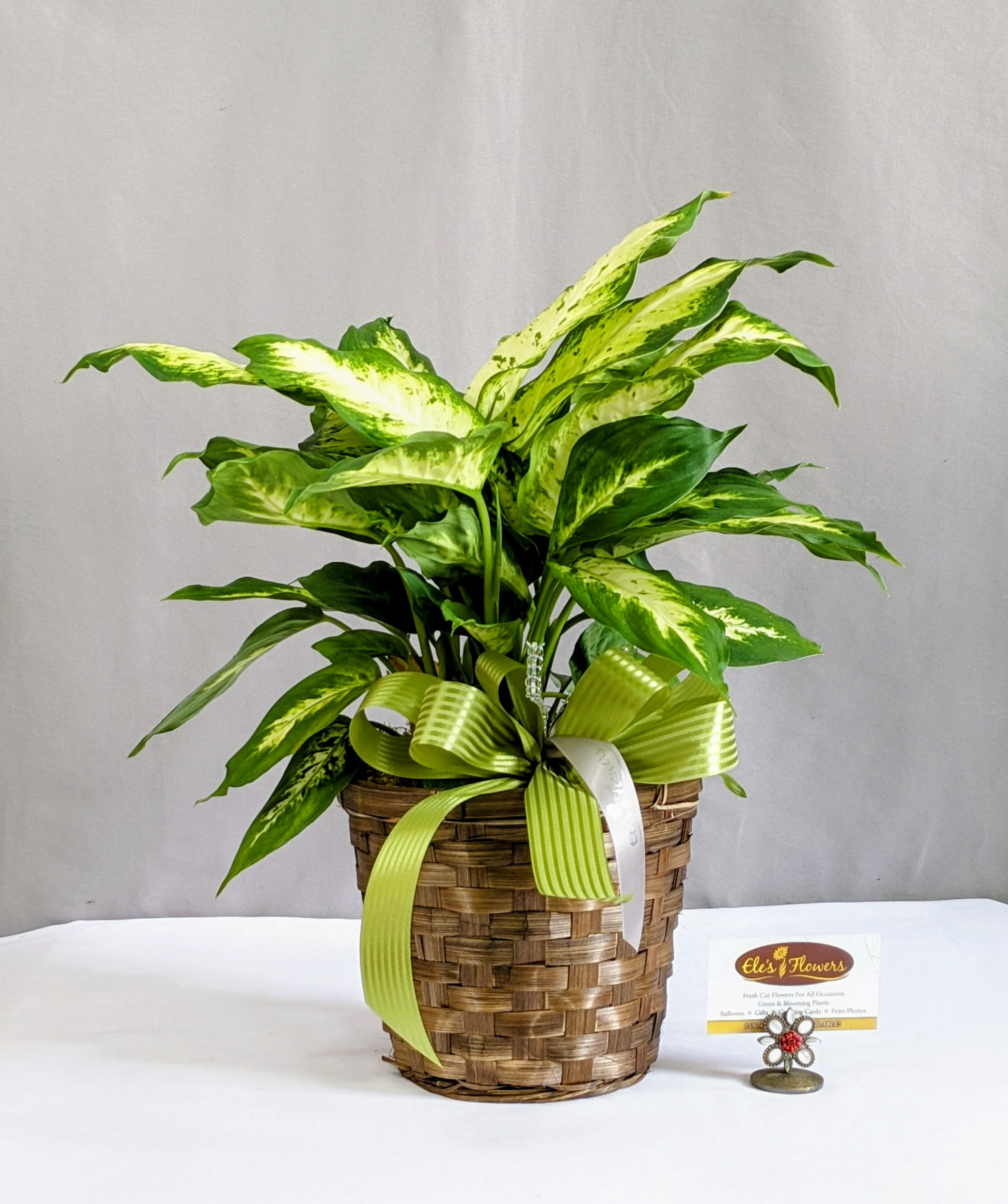 Distinct Dieffenbachia - 6" Planter - The Dieffenbachia, also known as Dumb Cane, is a striking tropical plant renowned for its lush foliage and unique patterns. Its large, broad leaves boast a stunning combination of creamy white, yellow, and green hues, adding a splash of color and vibrancy to any indoor setting. This plant's distinctive appearance lends an exotic flair to its surroundings, making it a popular choice for interior décor. Despite its eye-catching beauty, the Dieffenbachia is relatively easy to care for, thriving in moderate to bright indirect light and requiring occasional watering. However, it's important to handle this plant with care, as its sap contains toxic compounds that can cause irritation if ingested or come into contact with the skin. With its striking foliage and low maintenance needs, the Dieffenbachia is an excellent choice for adding a touch of tropical elegance to homes, offices, and indoor gardens.  Plant will be delivered similar as shown, container may vary.    Approximate Dimensions: 16"H x 18"W 