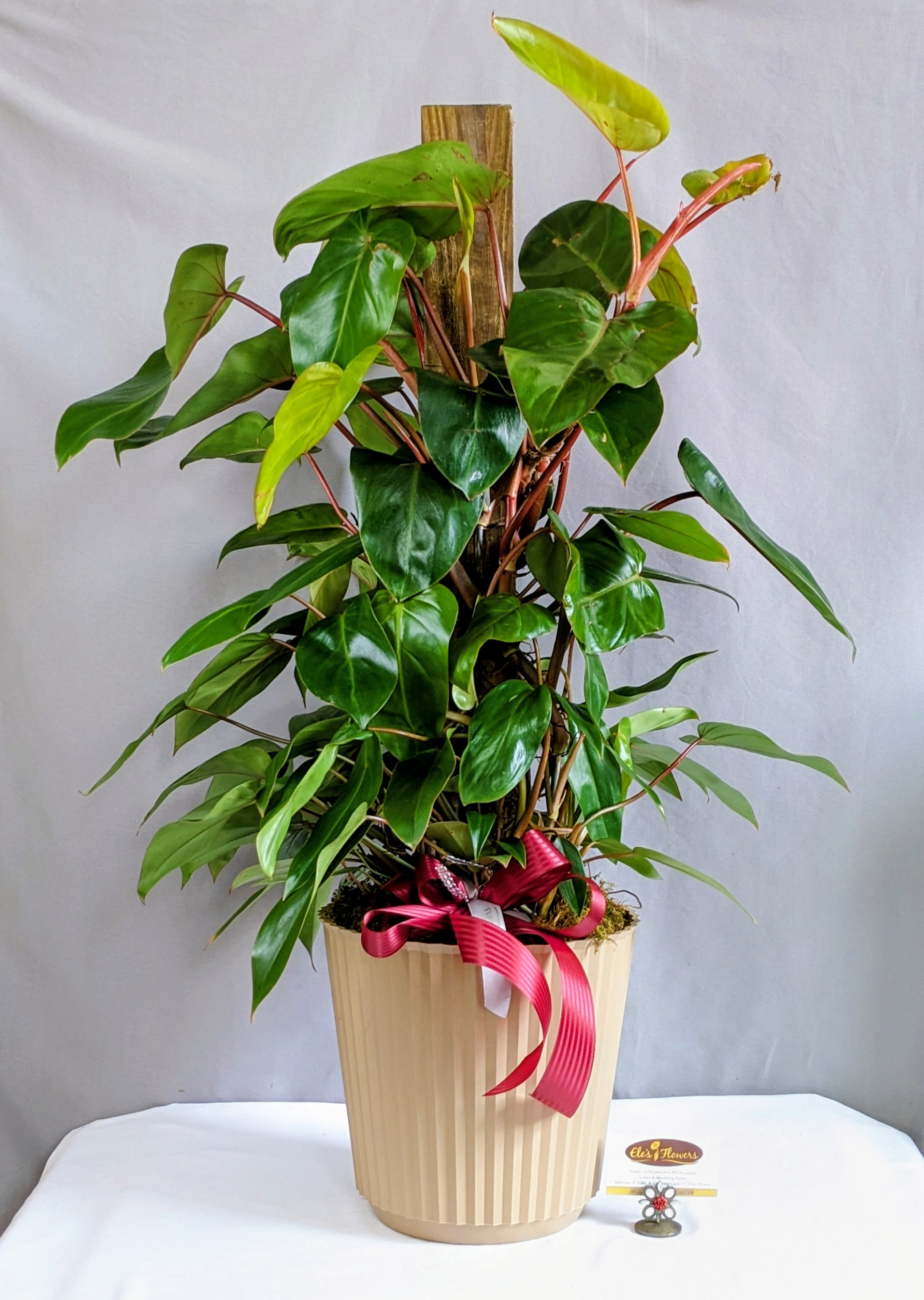 Philodendron "Burgundy Princess" Totem Pole - 8" Planter - Make a statement with this stunning Philodendron Burgundy Princess Totem Pole Planter. Featuring glossy, heart-shaped leaves and rich burgundy stems, this tropical beauty climbs gracefully up its support pole, creating a lush, full display that adds elegance and height to any room.  Presented in a stylish planter and accented with decorative moss and ribbon, the Burgundy Princess is an easy-care houseplant that thrives in bright, indirect light. Its striking foliage and climbing habit make it a wonderful gift for birthdays, housewarmings, anniversaries, sympathy, or anyone who loves unique and eye-catching plants.  Approximate Dimensions: 36"H x 32"W
