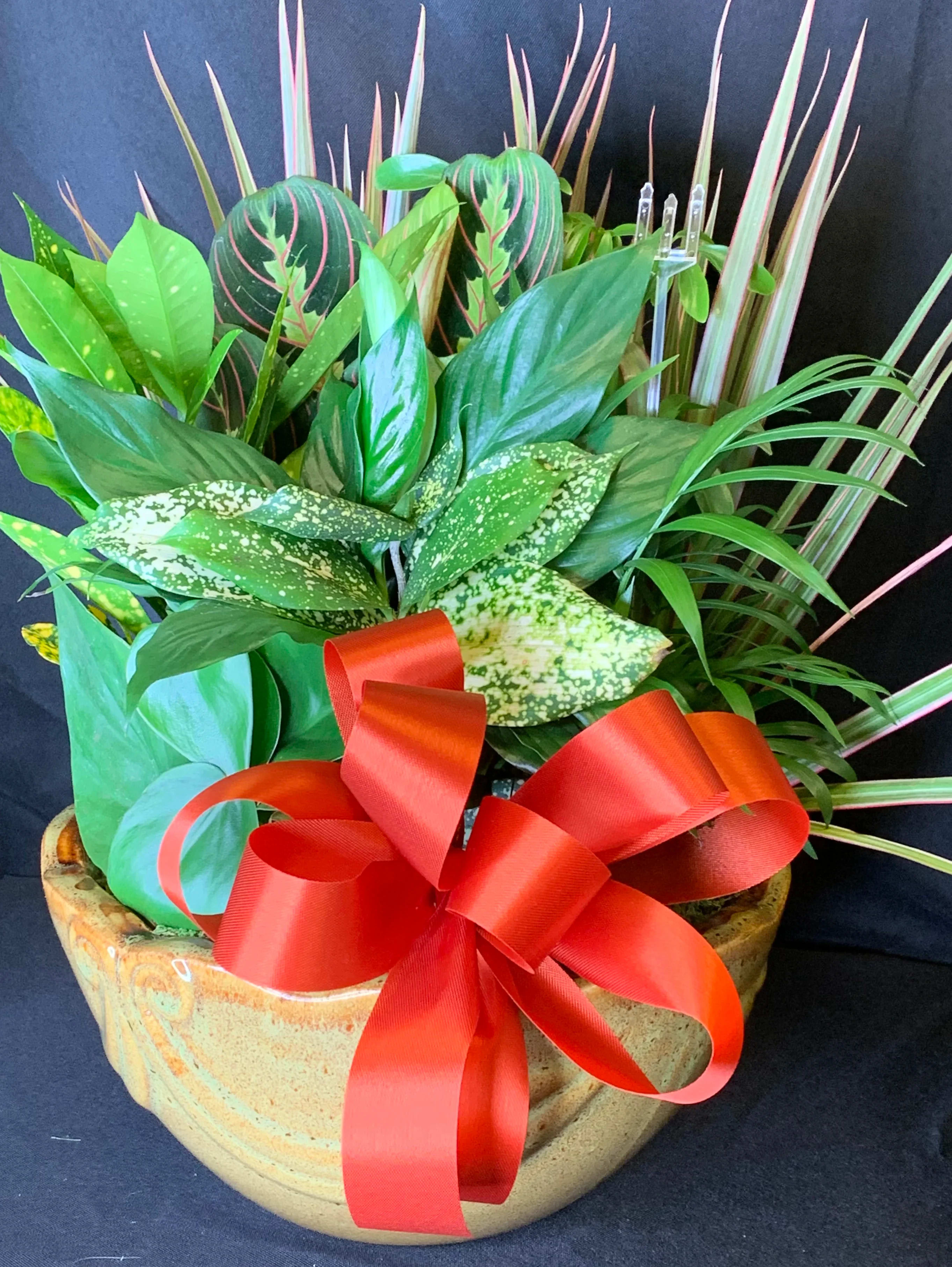 Mixed green houseplants in a ceramic bowl with a red ribbon