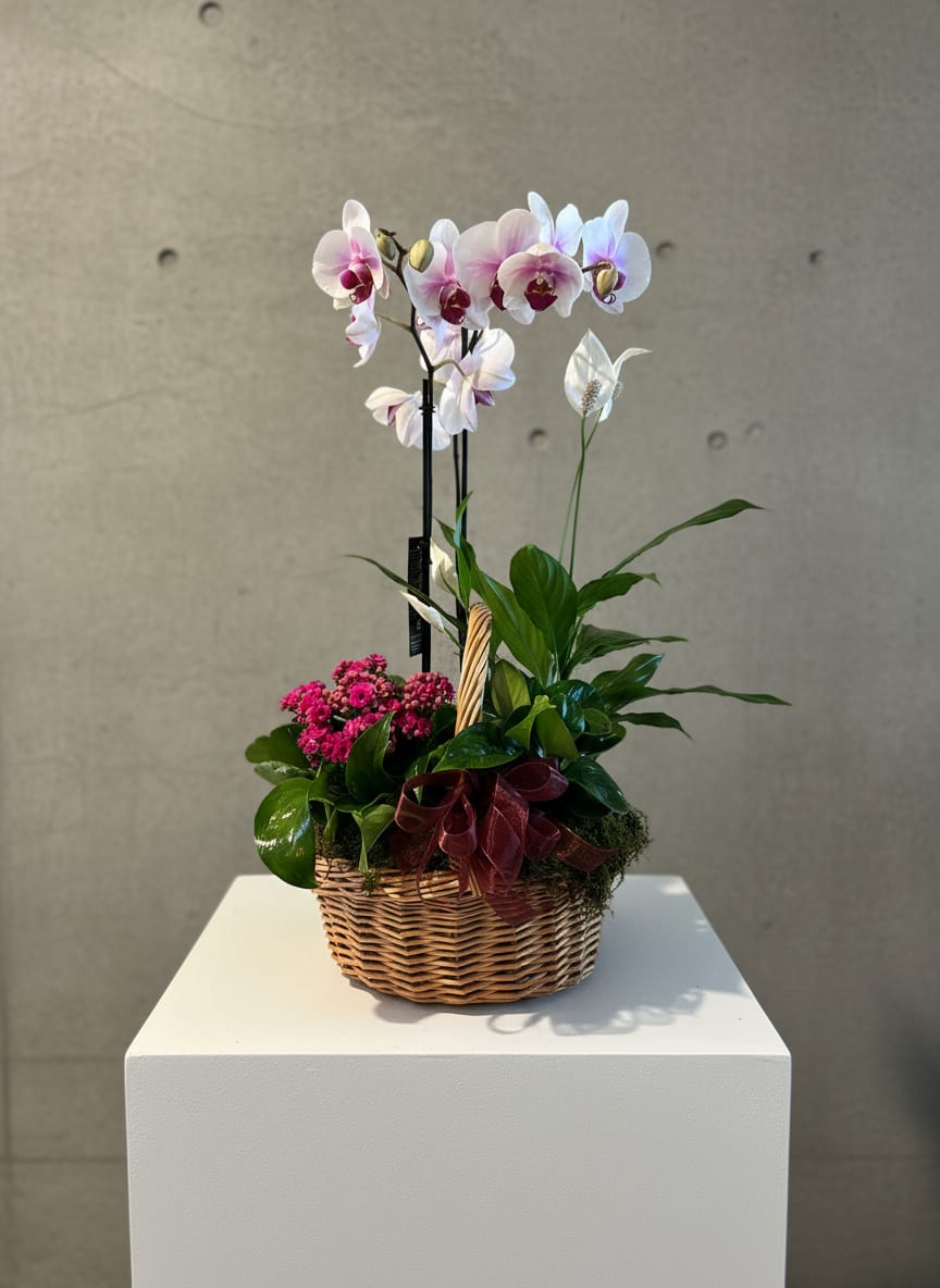 European Garden - Inspired by classic European markets and cottage gardens, this basket showcases a beautiful gathering of flowering and foliage plants arranged in a decorative basket. Designed for immediate impact and long-lasting enjoyment, each plant remains in its own pot, allowing for easy care and continued growth.