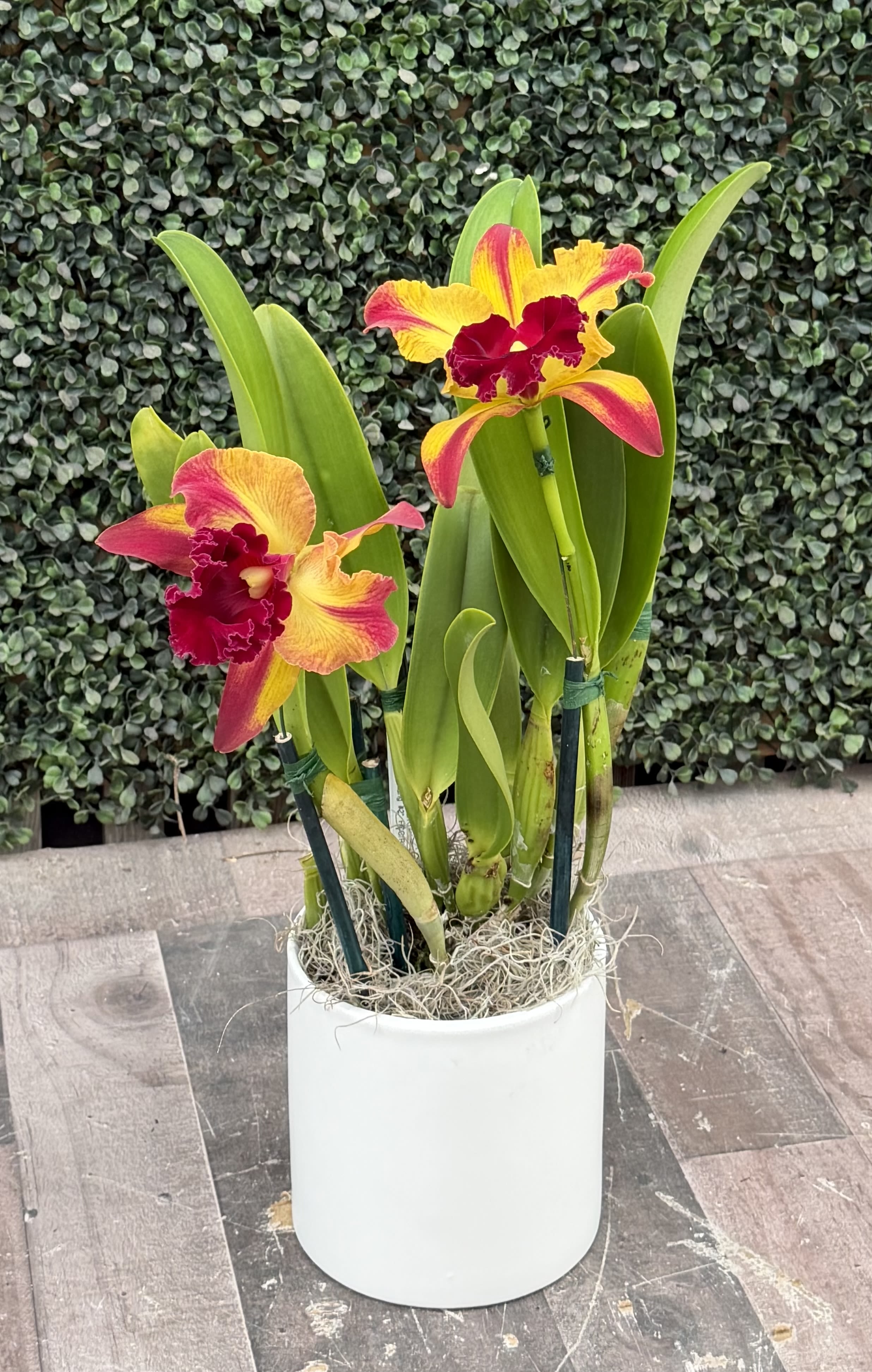 CATTLEYA ORCHID OF THE WEEK - Two vivid Cattleya orchids-each with large, sculptural blooms in bright yellow, pink and deep magenta-create an immediate tropical focal point that reads as both elegant and joyful. This orchid arrangement is an ideal everyday gift or a thoughtful choice for birthdays, congratulations, housewarming, or a heartfelt thank you; the colors and form feel celebratory without being fussy, so the person you're thinking of will feel seen and delighted.  Arranged in a clean white ceramic pot, the orchids rise above broad, upright green leaves with decorative moss tucked at the base and discreet plant stakes for support. The composition pairs glossy foliage with bold, fragrant blooms for a striking visual contrast-perfect for a mantel, entry table, or office desk. Durable as a decorative houseplant, it brings long-lasting color and a tropical vibe to the home.  Because these are living orchids, place them where they get bright, indirect light and avoid overwatering-allow the potting medium to dry slightly between waterings. Available in a compact ceramic pot, this arrangement ships ready to display and makes an effortless, elegant gift that communicates celebration and warm thoughtfulness.