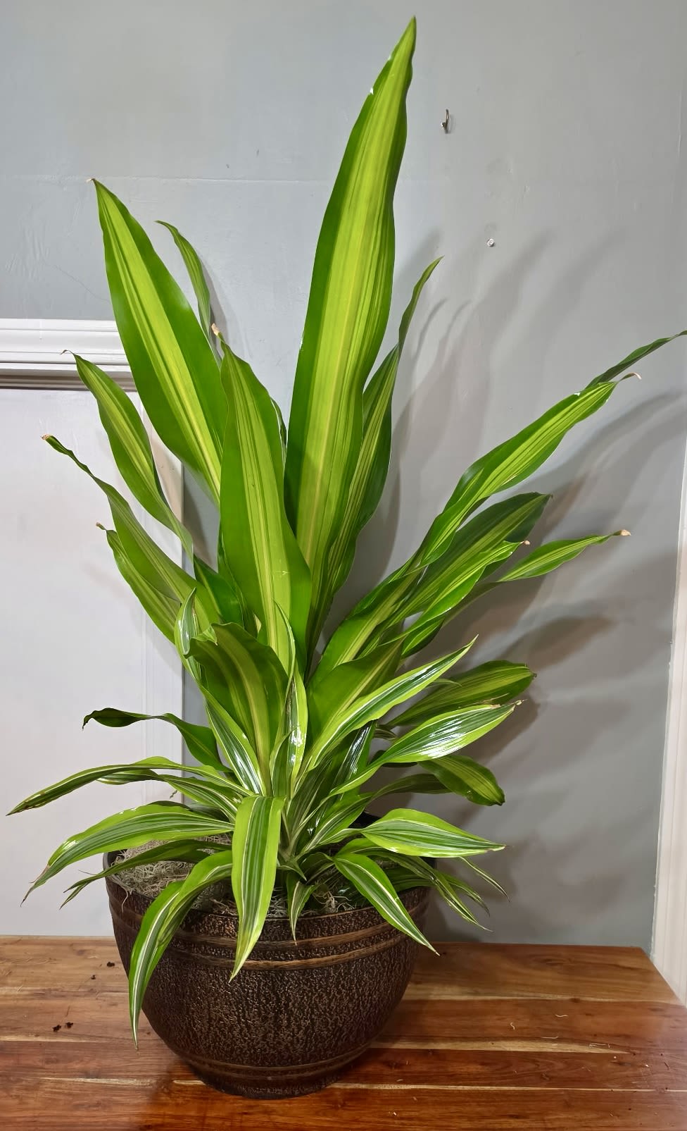 Perfect Plant Pairing - A bold, architectural houseplant pairing perfect for housewarming, thank-you, or just-because gifting-the kind of potted plant arrangement that makes the person you're thinking of feel cared for and calmed. This plant arrangement reads modern and tropical rather than floral, bringing fresh deep green foliage together to create instant indoor presence for home or office.  Two complementary plants arrive nestled in a planter: The combined palette of greens with a subtle planter accent creates contrast and visual interest while keeping care simple.  Ideal for daily decor or gifting to someone starting a new home, recovering, or needing a little green lift-she'll feel genuinely seen by a living gift that improves air and atmosphere. Plants come displayed in planter, if you prefer a specific plant in the pairing, please note your request in the order notes. Care is straightforward: bright, indirect light and regular watering when the top inch of soil is dry.
