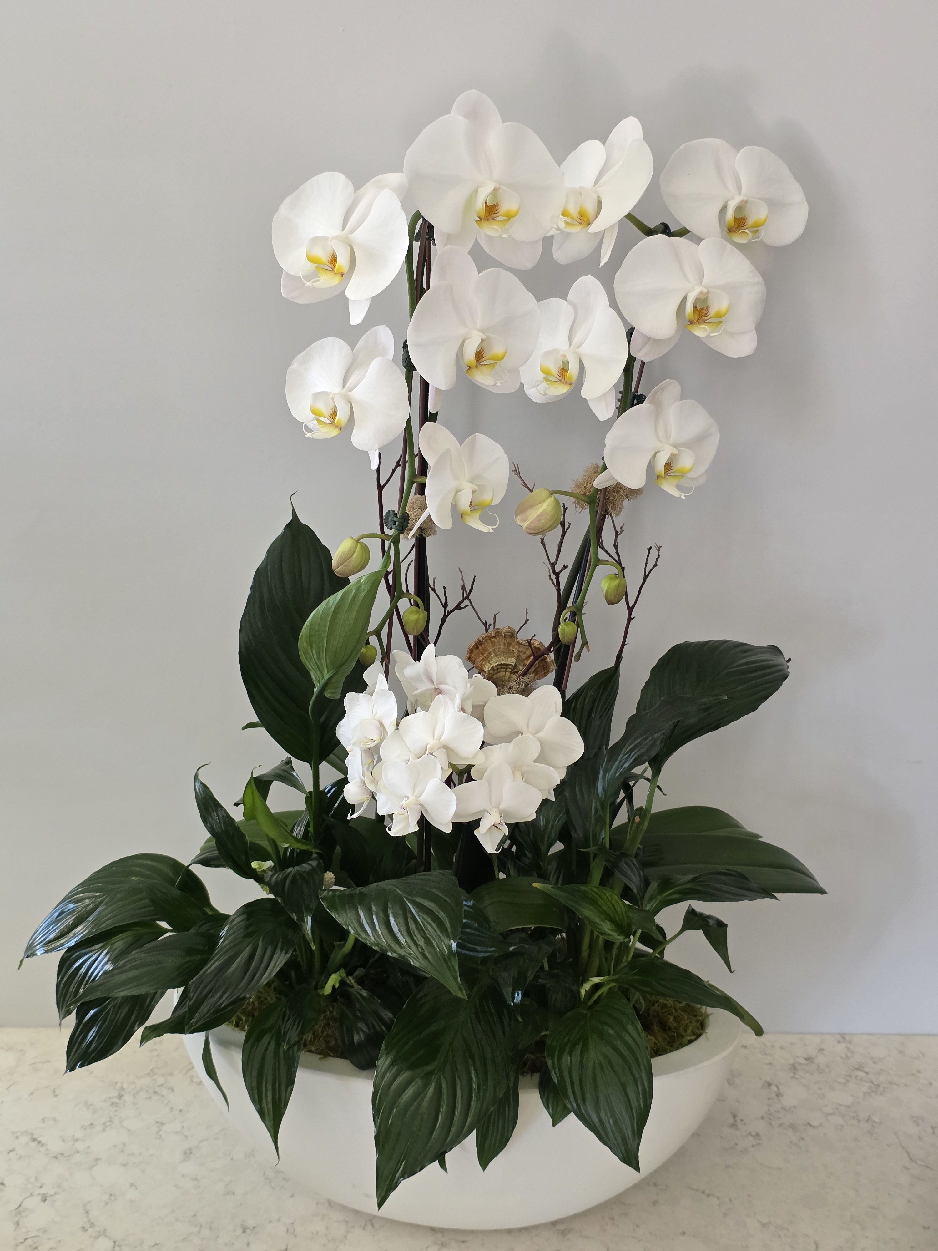Peaceful Prayer White Orchid and Peace Lily Plant - An upright composition of pure white Phalaenopsis orchids and serene peace lilies creates a calm, sculptural statement-perfect as a sympathy arrangement, housewarming plant, or an elegant anniversary or wedding gift. This Peaceful Prayer white orchid and peace lily plant brings a refined, contemporary look that also suits holidays and seasonal moments like Labor Day, Thanksgiving, Christmas, or a thoughtful "I'm sorry" or "Thinking of you" gesture.  Glossy dark green foliage forms a dense, layered base from which tall white spathes and arching orchid stems rise at varied heights, adding texture and graceful movement. Available in a low textured gold bowl or a clean white ceramic bowl planter, the piece is finished with natural accents and, when appropriate, a memorial ribbon for commemorative displays. Sizes are intended for indoor display on a table or console and provide long-lasting visual impact with minimal care-regular watering and bright, indirect light will keep the blooms and foliage fresh.  This arrangement makes the recipient feel gently seen and comforted-an ideal choice for sympathy and funeral tributes, get-well wishes, birthdays, new baby celebrations, graduations, or as a lasting housewarming present. Order now for delivery to convey sympathy, gratitude, love, or congratulations with a living, elegant gift.