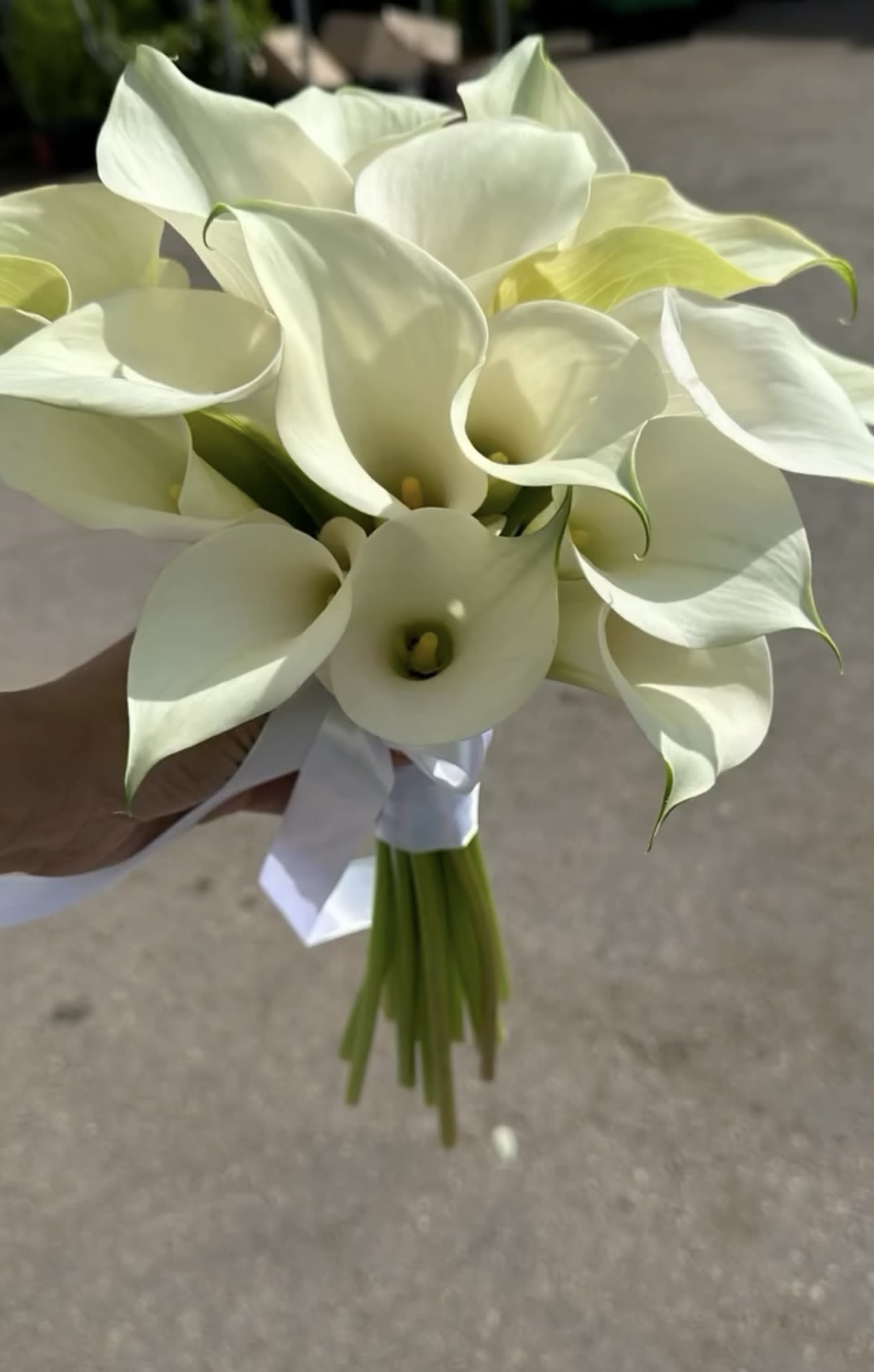 White calla lily bridal bouquet tied with a white ribbon
