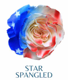 Star Spangled Bouquet - One Dozen Star Spangled roses in a vase with green and white filler flowers and a festive bow