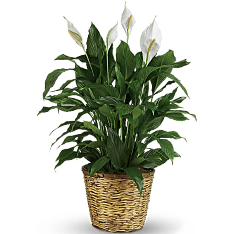 Potted peace lily plant with white blooms in a woven basket