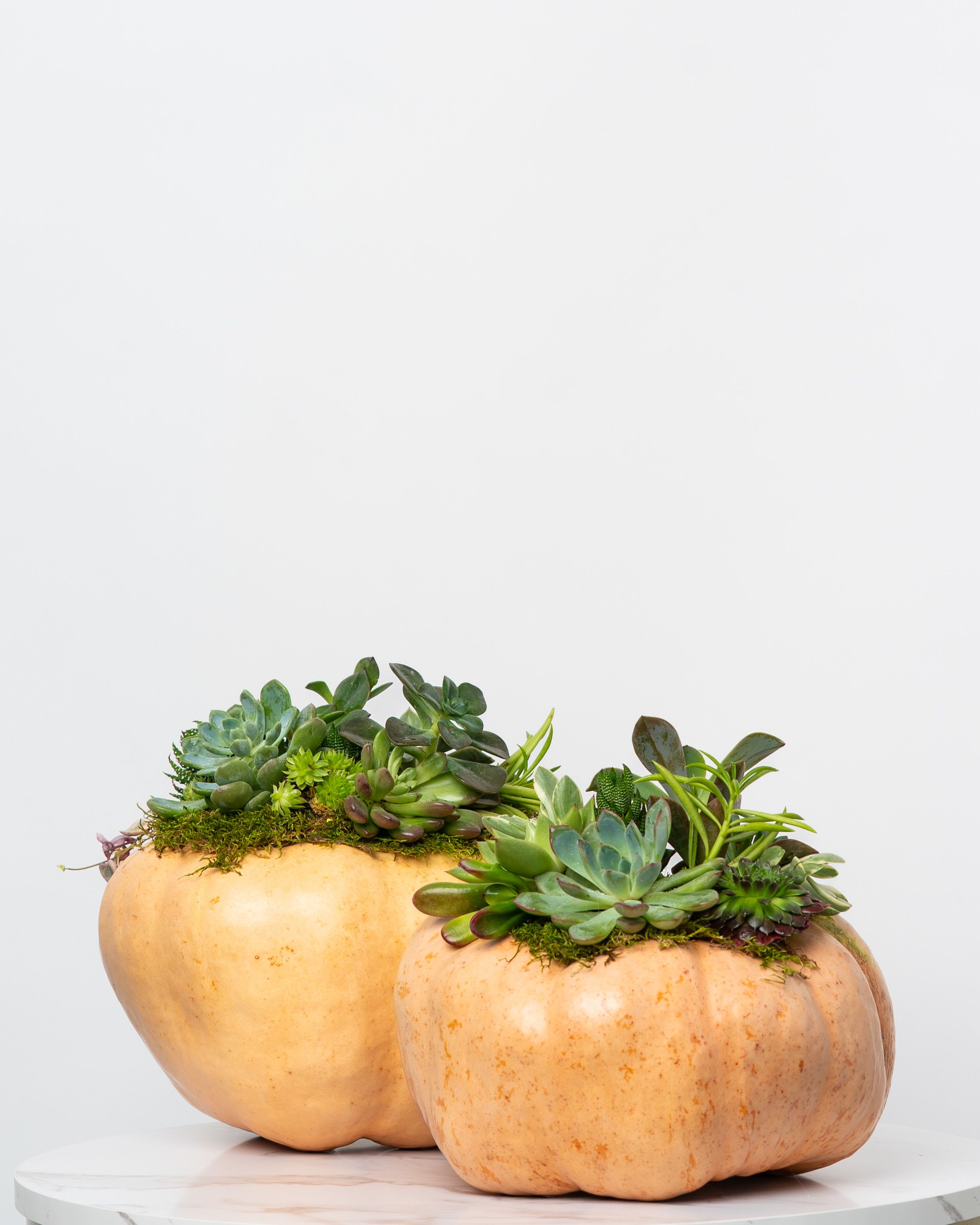 Limited Edition: Fall Succulent Pumpkin (Pink) - Introducing our Limited Edition hand-assembled succulent pumpkins. These are Locally Grown Ornamental Pumpkin adorned with decorative succulents and moss. Each order is for one (1) pumpkin. In the event our orange/pink is sold out, we may substitute our next best color.
