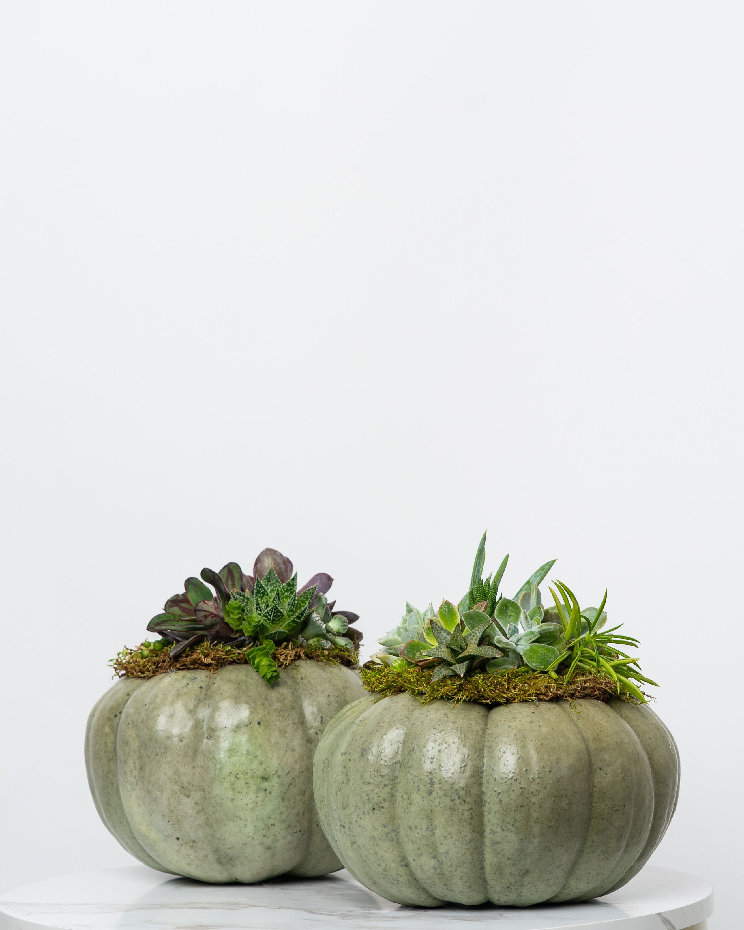 Limited Edition: Fall Succulent Pumpkin (Sage Green) - Introducing our Limited Edition hand-assembled succulent pumpkins. These are Locally Grown Ornamental Pumpkin adorned with decorative succulents and moss. Each order is for one (1) pumpkin. In the event the sage pumpkin is sold out, we may substitute our next best color.