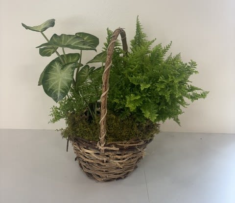 6" Classic Dish Garden - Our 6" Classic Dish Garden features lush plants arranged in a classic basket and accented with natural preserved moss. This beautiful plant garden makes a thoughtful gift for sympathy, birthdays, housewarmings, or any occasion, bringing lasting beauty to any home or office.  Plant varieties may vary based on seasonal availability.