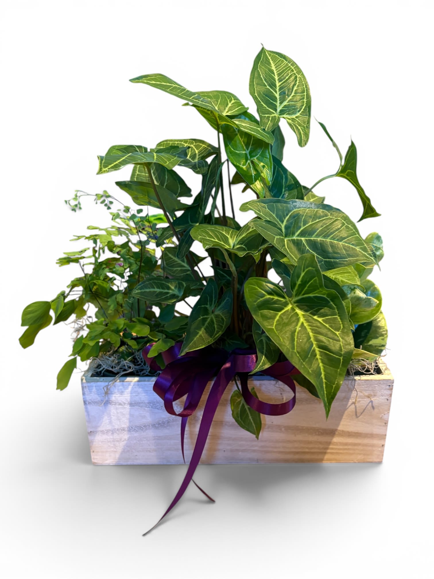Wooden Window Planter - Wooden box planter with 3 assorted tropical plants