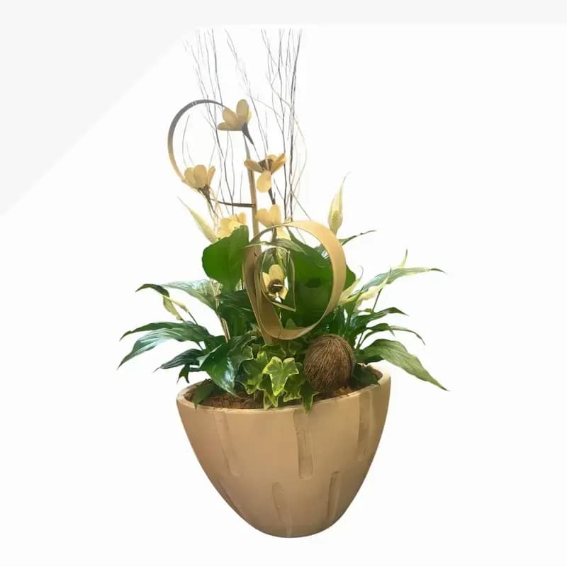 Cream Planter - A compact cluster of glossy green plants set in a large tan decorative planter makes an immediate modern statement - perfect as a housewarming gift, a thoughtful "just because" surprise, or a refined way to say thank you. The arrangement reads like contemporary living art: the lush foliage delivers calming greenery while the tall, slender branches and gold-toned floral accents draw the eye upward, giving the piece sculptural height and presence.  This flower arrangement pairs living plants with decorative hard goods for lasting impact. The tan woven-style planter grounds the composition, while looping metal rings and a woven sphere ornament add textural contrast and a touch of metallic warmth. Dimensions are deliberately compact yet substantial enough to sit on a console, entry table, or office credenza; the overall look is polished and slightly formal without feeling fussy.  Give this to someone settling into a new home, brightening a reception area, or as a gracious thank-you that keeps on giving. Care is simple: keep the plants in bright, indirect light and water according to the needs of the specific species; the decorative elements are securely arranged for easy display straight from delivery. Free delivery makes it effortless to send a memorable, evergreen gift.