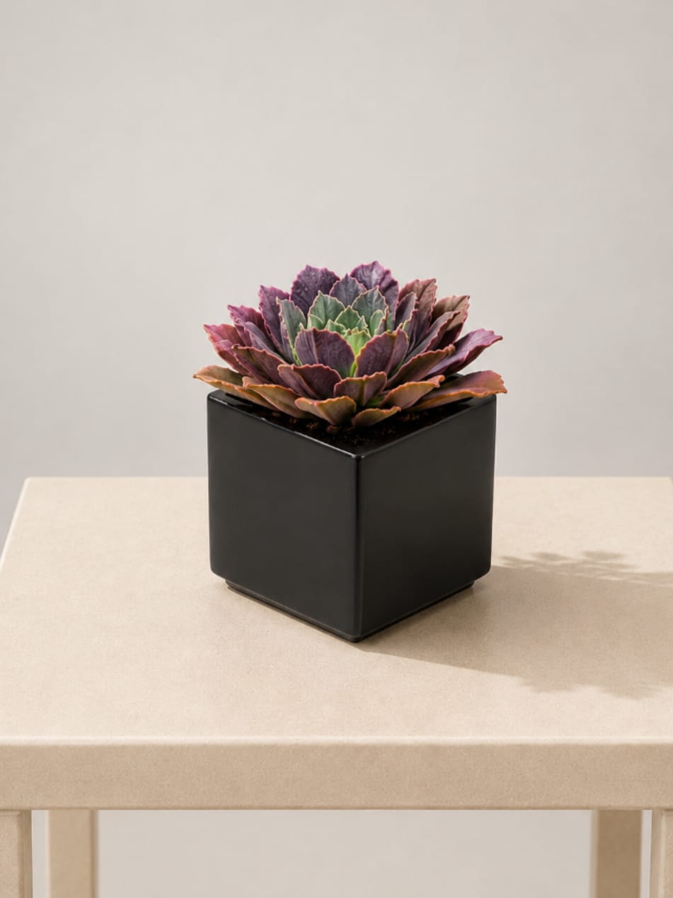 Potted purple and green succulent in a black square planter