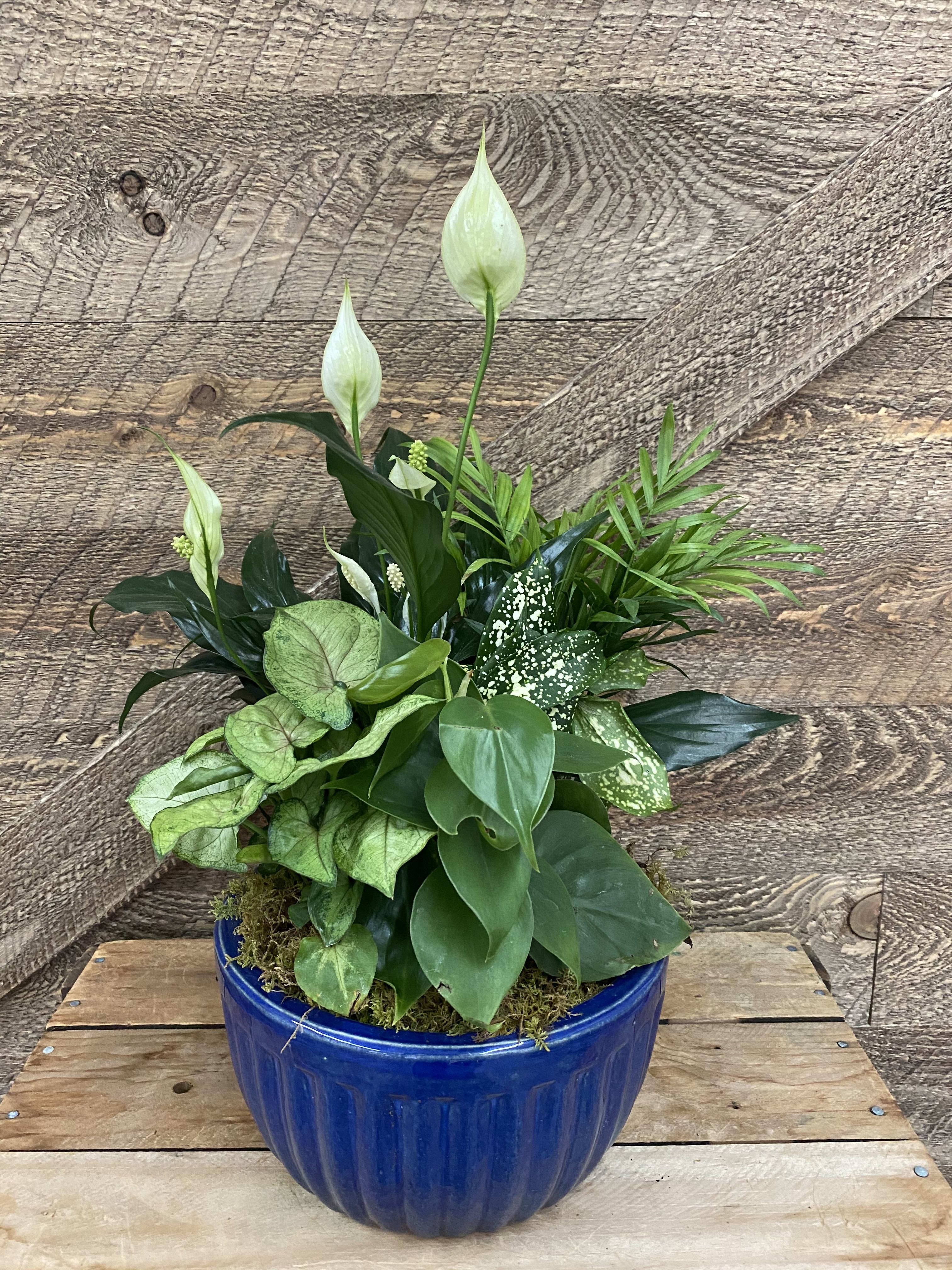 Potted green plant arrangement with white peace lily blooms in a blue ceramic pot
