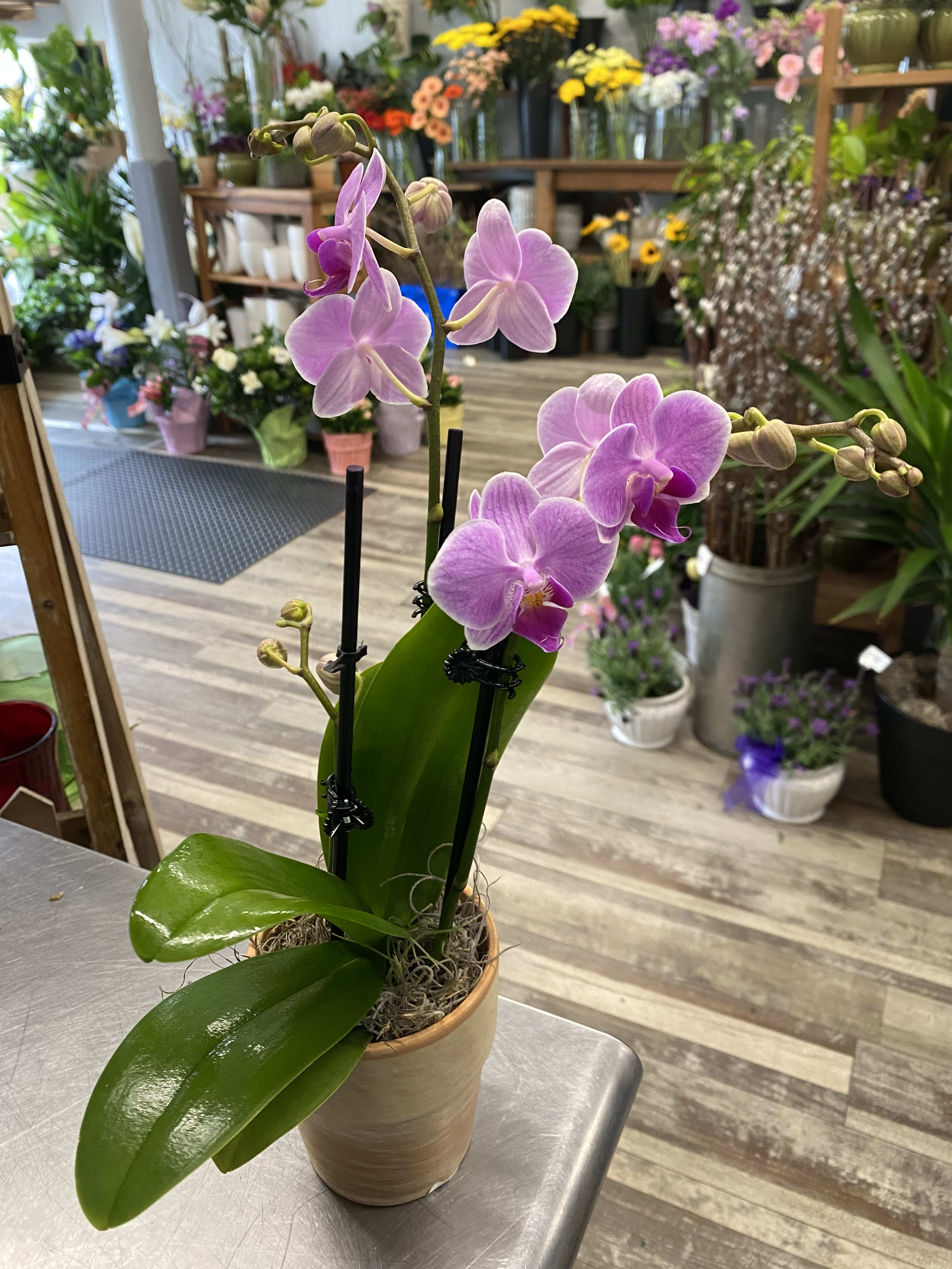 Potted pink orchid with several blooms in a tan ceramic pot