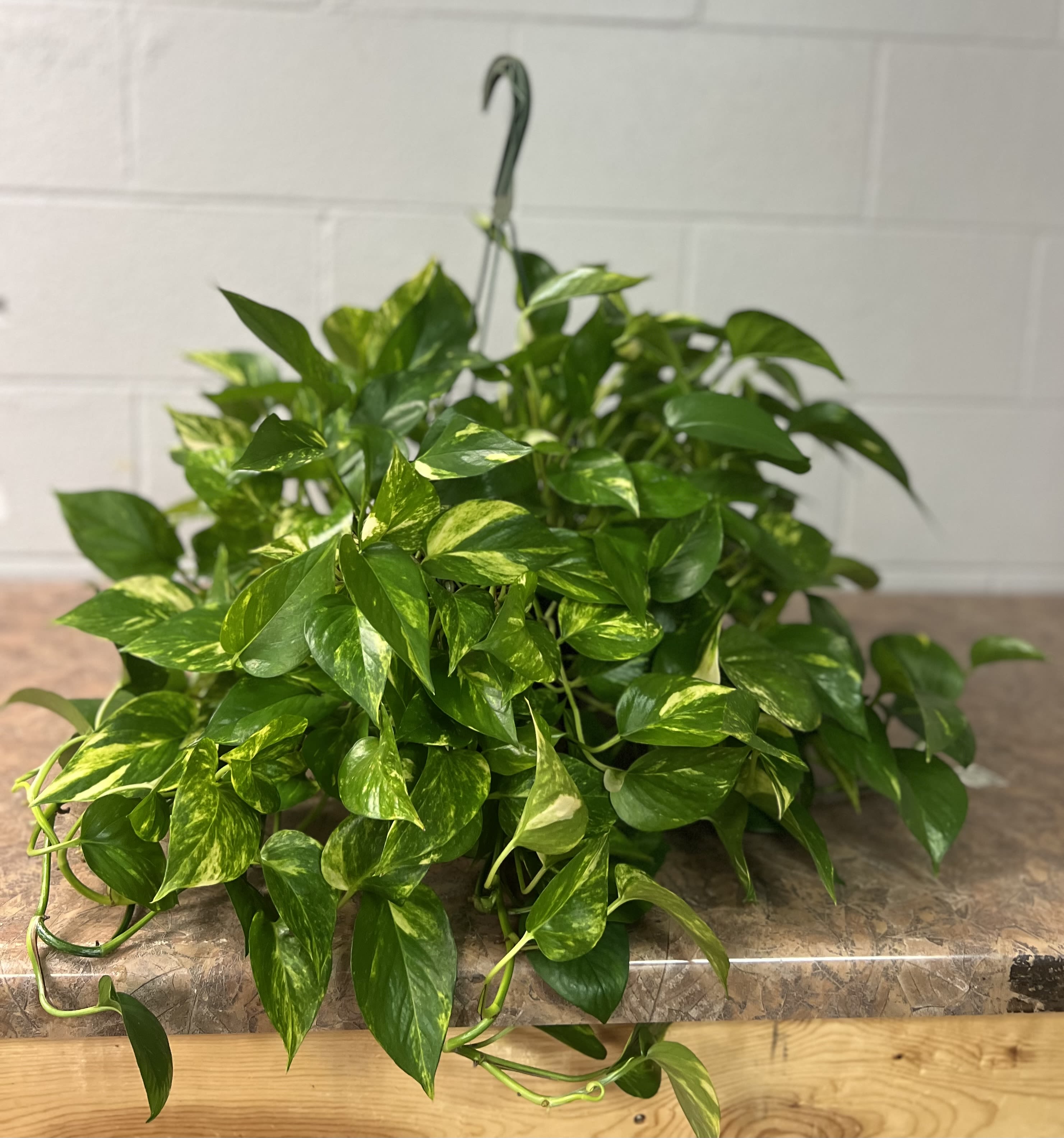 Hanging Pothos Plant - A full trailing pothos plant that brightens a room with glossy, variegated green leaves-perfect as a hanging plant gift or casual housewarming present. As a hanging plant arrangement for home décor or a thoughtful everyday gift, it delivers a fresh, lively impression that will make the person you're thinking of feel cared for and surrounded by green.  Dense, cascading foliage spills outward and downward from the included hanging hook, creating a lush, relaxed silhouette that fits small corners, porches, or over shelves. The compact yet abundant growth shows off bright and deep green variegation across each leaf, giving visual texture and a sense of movement without requiring flowers or extra maintenance.  A great choice for plant lovers, dorm rooms, or anyone who appreciates low-effort greenery, this pothos brings long-lasting vibrancy and air of calm to a space. Hang it where it'll receive bright, indirect light and water when the top inch of soil dries for best results; the included hook makes it easy to display right away.