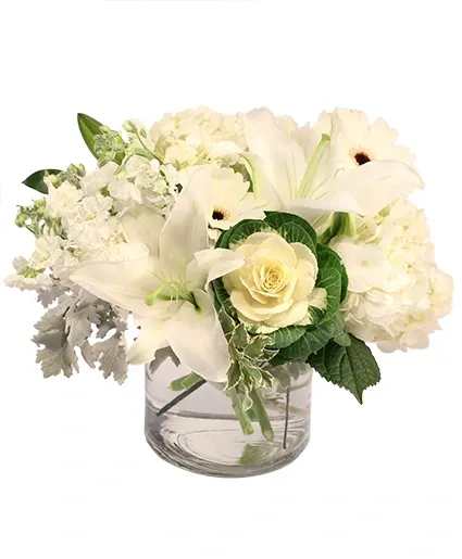 Peaceful Purity Floral Arrangement - Full of tranquil beauty, Peaceful Purity features angelic white gerberas, hydrangeas, lilies, and more, creating an alluring and heavenly bouquet. Add a touch of serenity to any occasion with this magnificent bouquet!  Includes: Cylinder Vase, Dusty Miller, Pittosporum, Kale, White Gerberas , White Hydrangeas , White Lily, White Stock.