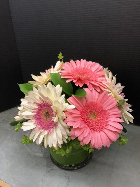 Pink and white gerbera daisies arranged in a low glass vase