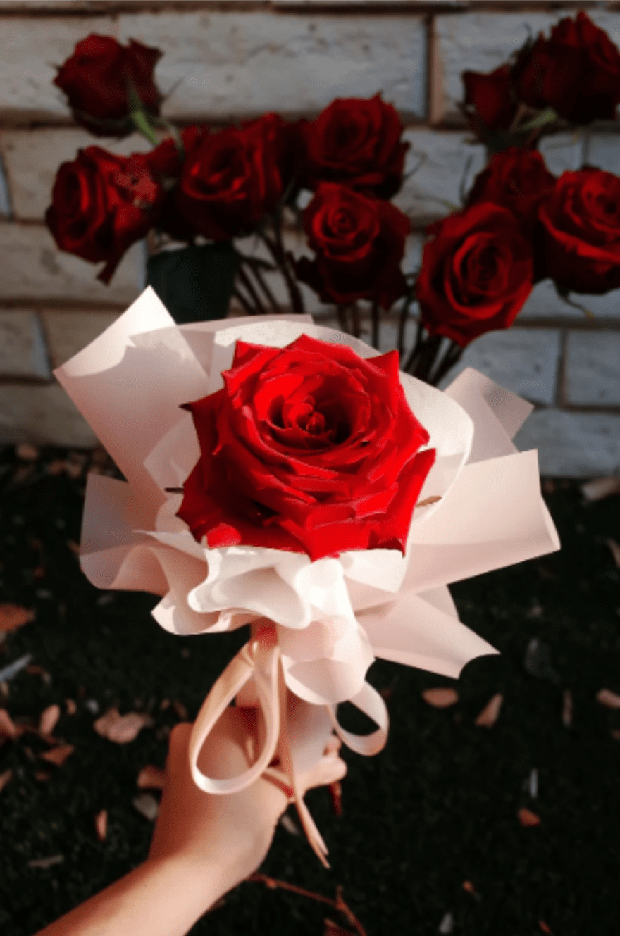 Fresh Single Rose – Wrapped with Love - A timeless gesture wrapped in elegance. This single red rose, cradled in soft white and blush-toned paper and tied with a delicate ribbon, speaks volumes of love, admiration, or heartfelt appreciation. Perfect for romantic surprises, graduations, or simple acts of kindness, Crimson Whisper is a poetic way to say “You matter.”