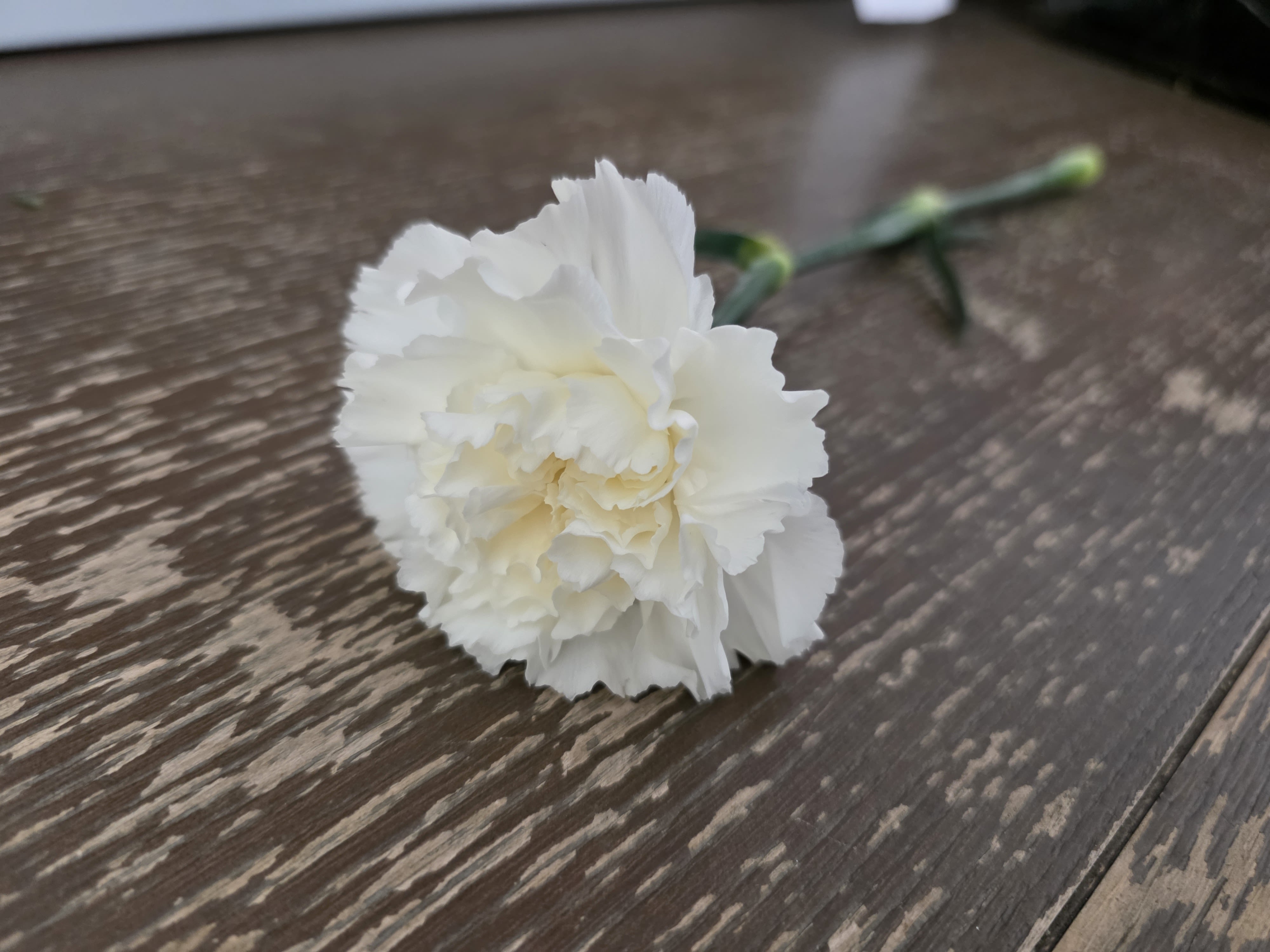 Single Carnation - White  - A single white carnation offers a quiet, thoughtful gesture-perfect as a just-because bloom or a simple sympathy token. The full, rounded bloom with ruffled white petals and a soft cream center reads classic and calming, making it suitable for everyday gifting, a bedside comfort, or to slip into a funeral bouquet for an understated touch of grace.  