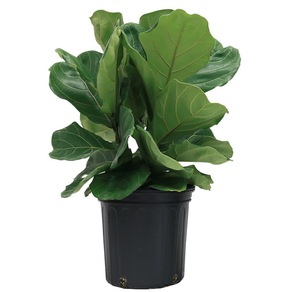 Fiddle Leaf Fig  -  The fiddle-leaf fig is a perfect indoor specimen plant. The plant features very large, heavily veined, violin-shaped leaves that grow upright on a tall plant.