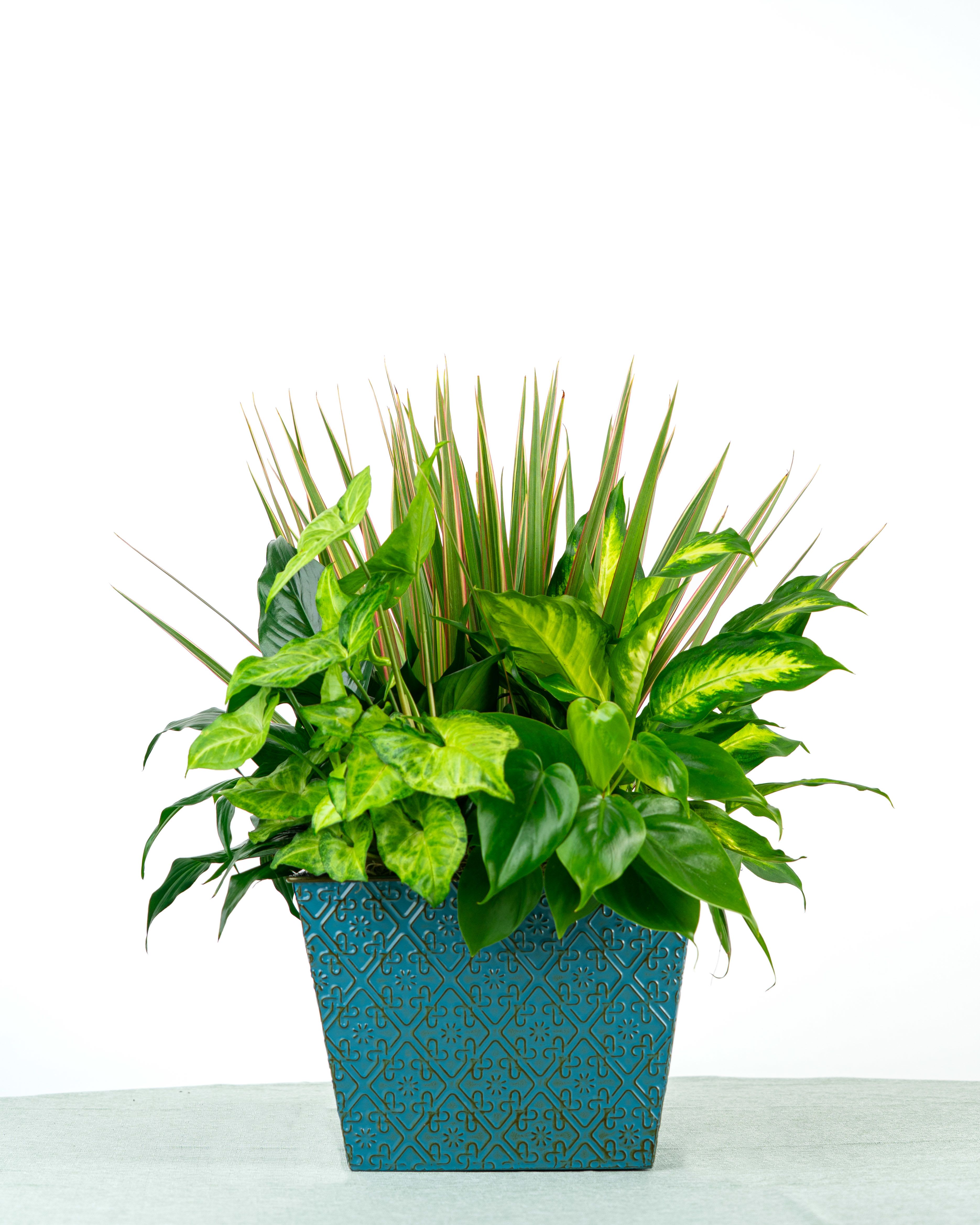 Our Ethan Dish Garden - A designer’s favorite! Our Ethan Dish Garden features a mix of layered textures and premium foliage making it a versatile choice for sympathy or everyday gifting. Specific plant varieties and containers are subject to change based on weekly supplier availability. Select Deluxe if you'd like us to add $15 in loose fresh flowers to the dish garden.