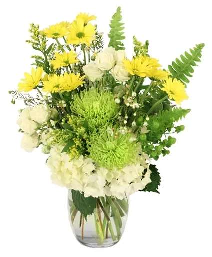 Splendid Citrus Floral Arrangement - This vibrant arrangement features cheerful yellow daisy poms, lush green mums, elegant white spray roses, and hydrangeas. This lively bouquet combines the brightness of yellows, the freshness of greens, and the purity of whites to create a stunning display. Perfect for any occasion, Splendid Citrus brings a refreshing burst of color and joy to any space.  Includes: Small Ginger Vase, Greens: Variegated Pittosporum, Feather Fern, White Hydrangea, Green Hypericum, Yellow Daisy Pom, Yellow Solidago, White Spray Roses, White Waxflower, Green Spider Mums.