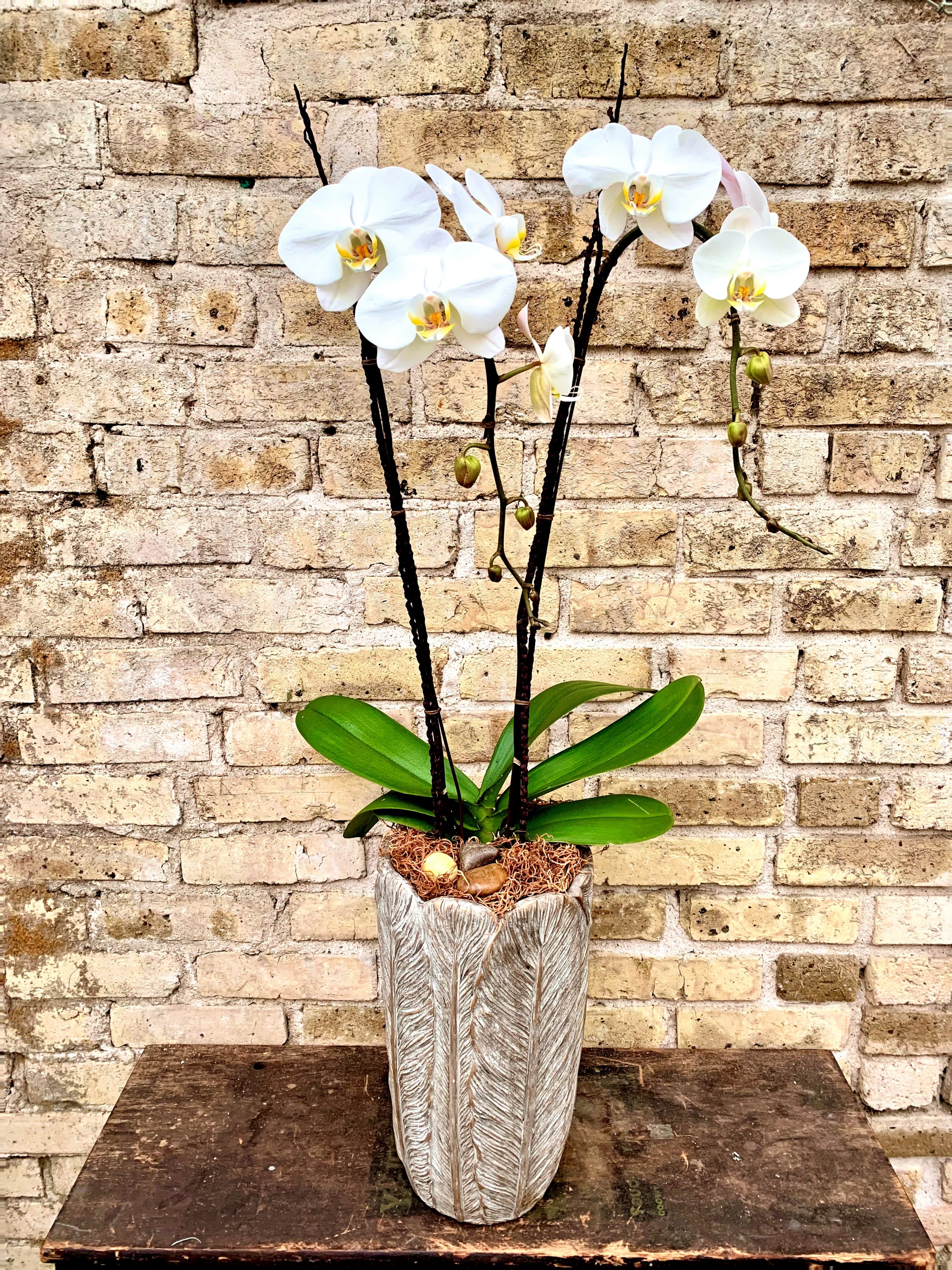 Tahoe - A Beautiful White Phalaenopsis Orchid With Decorative Branches, Spanish Moss and Stone Accents in a Tall Ceramic Leaf Container. 