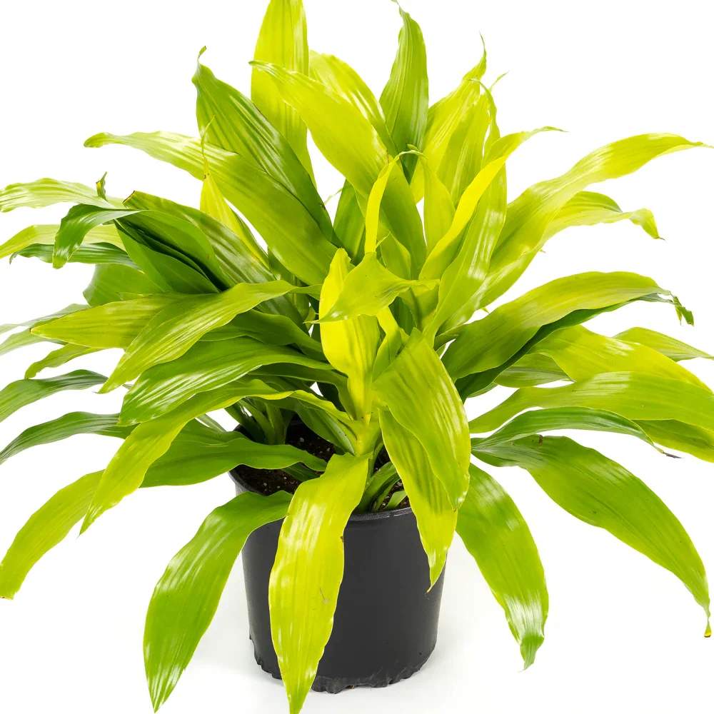 6'' Neon Dracaena Plant  - The simple elegance of our Dracaena plant- thick, long stalks as they cascade out in a fountain of green. May be different varieties, comes in a basket with a bow for your occasion.  Upgrade your plant in to a decorative tin or a ceramic planter. 