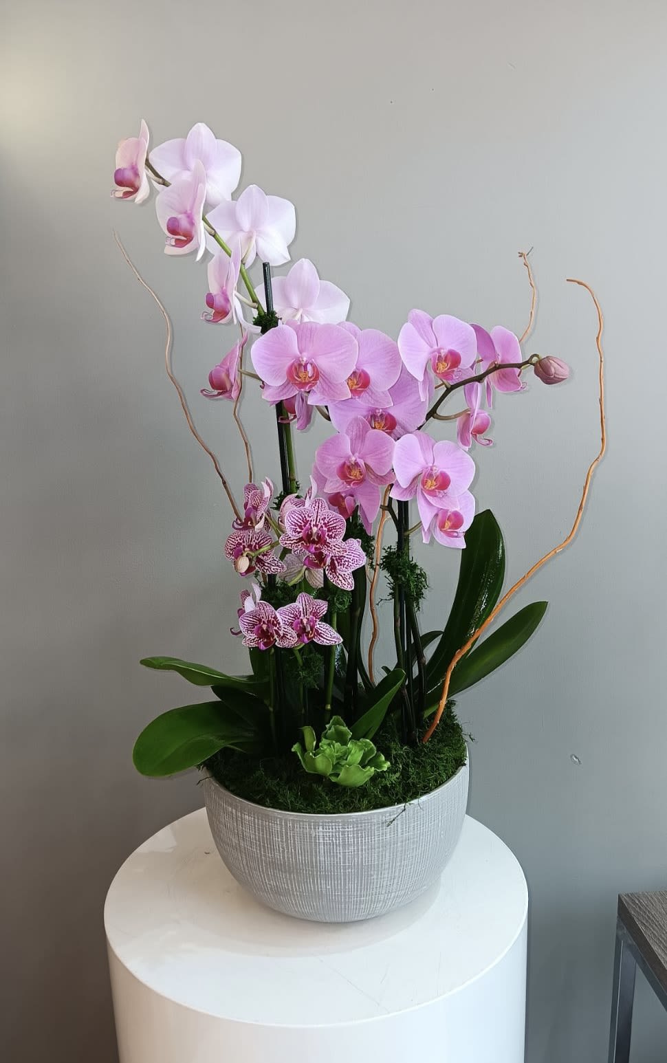 Betsy - Arrangement of purple Phalaenopsis orchid plants decorated with succulent, moss and curly willow brunches.