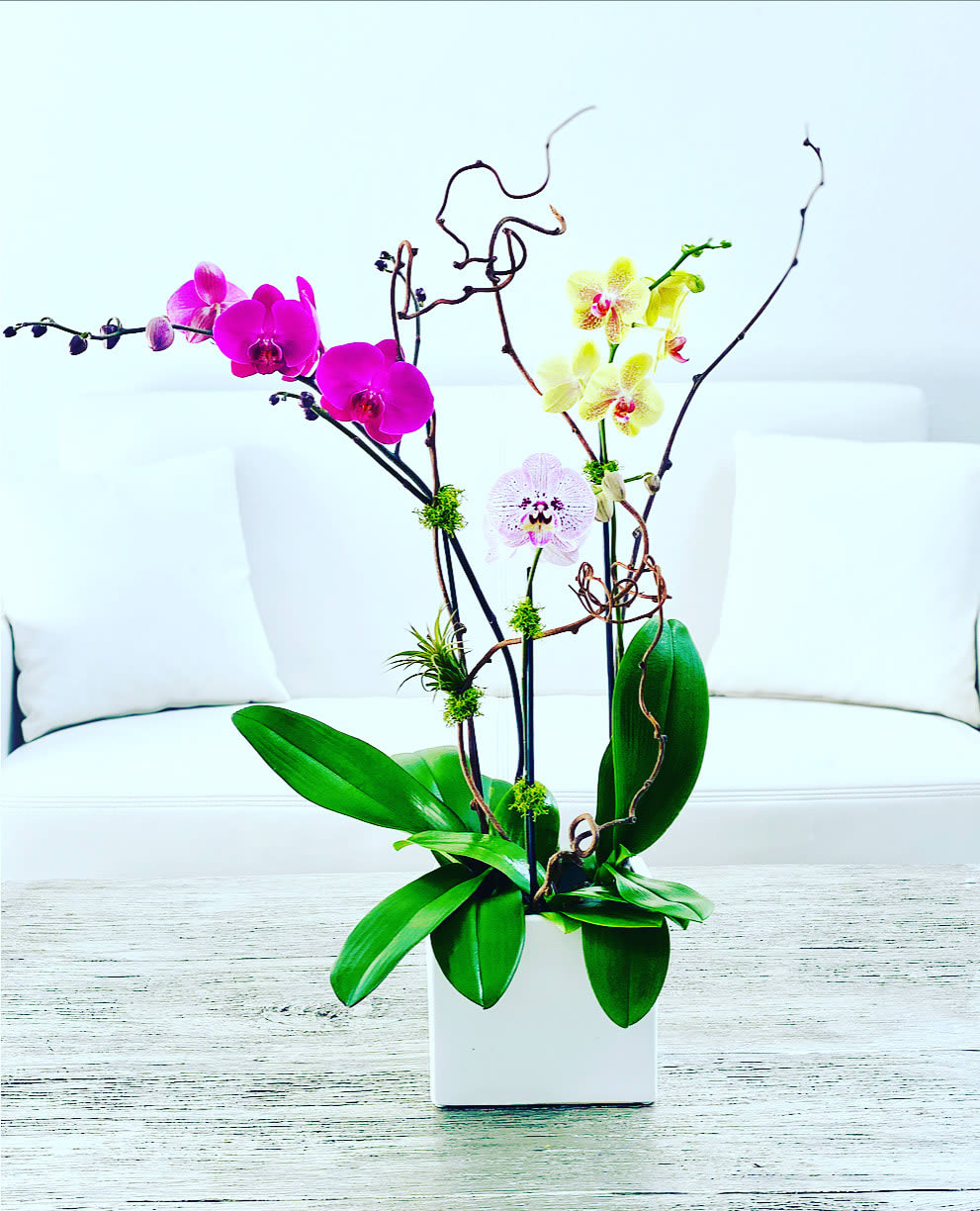 Gita ™ - Orchid trio in a white ceramic vase