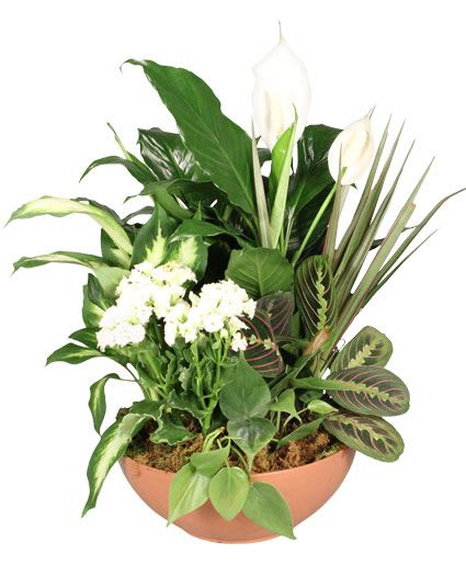 Blooming Dish Garden Green &amp; Blooming Plants - Featuring a lively assortment of green plants and a gorgeous white kalanchoe plant in a terra cotta container, this Blooming Dish Garden is perfect for any occasion. Choose one of our three sizes: 8" (STD), 10" (DLX), 12" (PREM).  Includes: Plastic Terra Cotta Container, Dish Garden Of Assorted Green Plants, White Kalanchoe Plant.