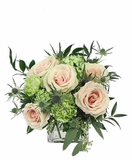 Light Pink Simplicity Rose Arrangement - This stunning bouquet is perfect for those who desire a softer look. Featuring gorgeous green carnations, pale pink roses, blue thistles, and more, Light Pink Simplicity is a delightful classic. Order this subtle arrangement for someone special today!  Includes: Cube Vase, Seeded Eucalyptus, Italian Ruscus, Viburnum , Green Carnations, Pale Pink Roses, Blue Thistle.