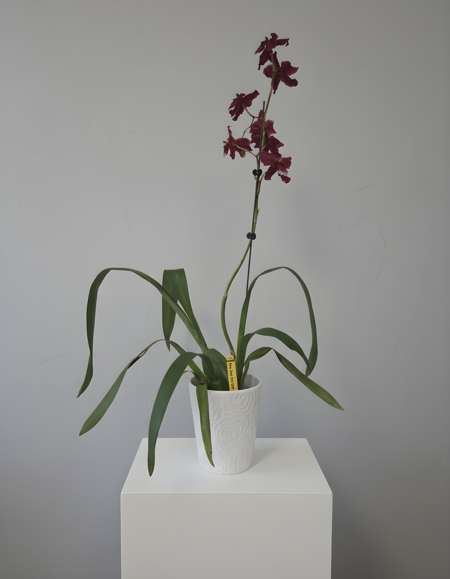 Red Silk Oncidium Orchid - The Red Silk Oncidium Orchid (Oncidium Red Silk 'HOF') is a captivating orchid prized for its cascading sprays of velvety crimson-red flowers. Delicate yet dramatic, each bloom resembles dancing butterflies suspended above lush green foliage, creating an elegant display that commands attention from every angle.  Expertly potted in a premium ceramic planter, this exceptional orchid is perfect for collectors and anyone looking to elevate their indoor space with a truly unique flowering plant. Its long-lasting blooms provide weeks of enjoyment and make an unforgettable gift for birthdays, anniversaries, housewarmings, or any special occasion.  Orchid Care: - Bright, diffused light, no direct sun - Water every 7–10 days, allowing the potting media to dry slightly between waterings - Ideal indoor temperatures of 65–80°F