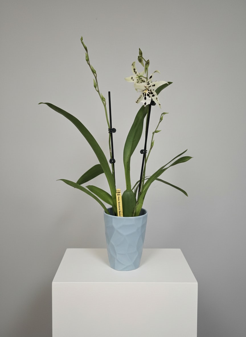 SweetSpots Alcra. Orchid - The SweetSpots Alcra. Orchid (Alcra. Snowblind 'SweetSpots') is prized for its distinctive star-shaped blooms, featuring crisp white petals generously sprinkled with bold chocolate-black spotting. Its clean lines and dramatic markings create a sophisticated, contemporary look that stands apart from traditional orchids.  Expertly potted in a premium ceramic planter, this unique orchid is perfect for collectors and anyone looking for an exceptional flowering plant. With proper care, its elegant blooms can be enjoyed for weeks, making it a beautiful gift or statement piece for the home or office.  Orchid Care: - Bright, diffused light, no direct sun - Water every 7–10 days, allowing the potting media to dry slightly between waterings - Ideal indoor temperatures of 65–80°F