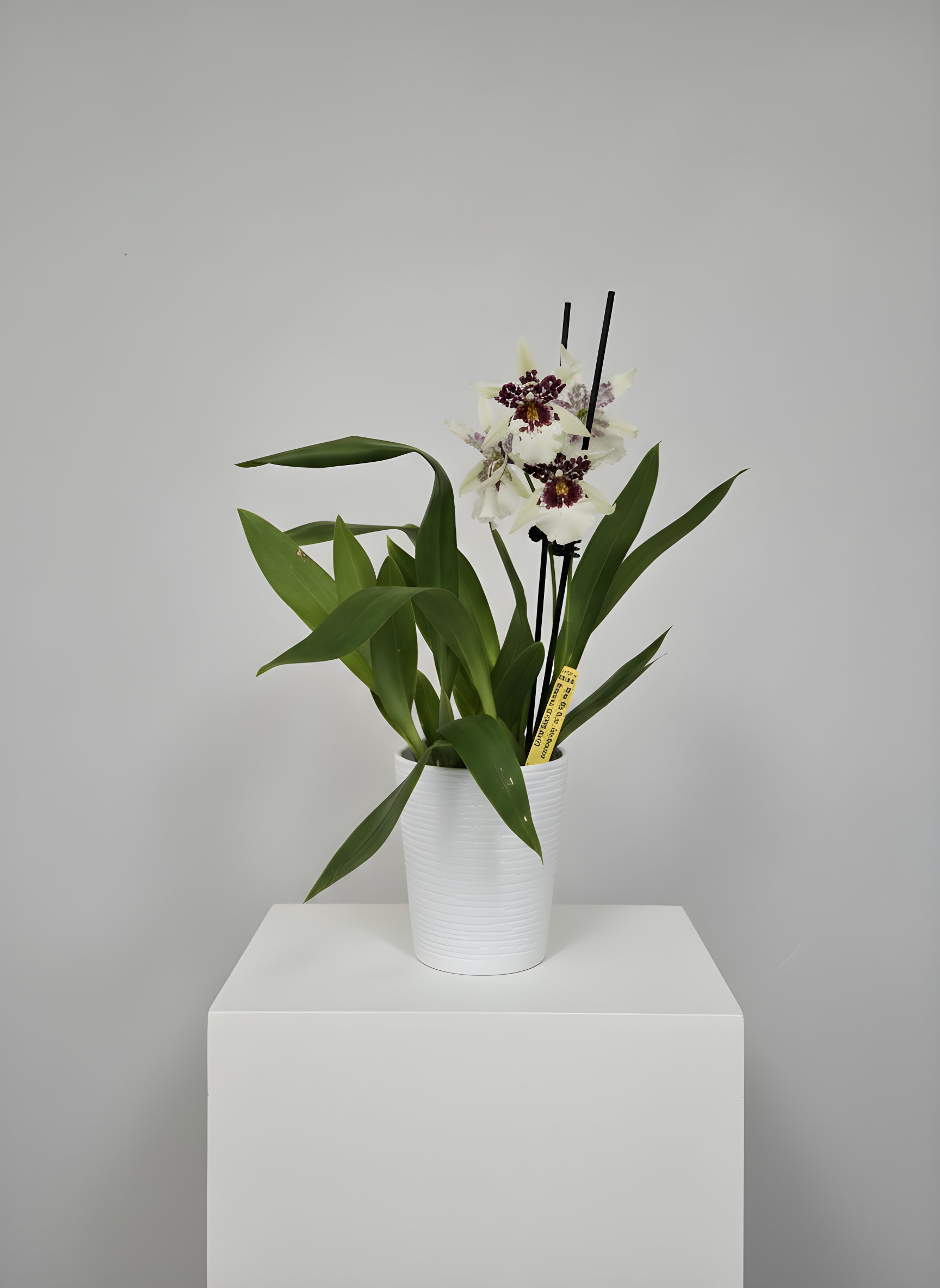 Hilo Sparkle Beallara Orchid - The Hilo Sparkle Beallara Orchid (Beallara Big Shot 'Hilo Sparkle') is admired for its graceful sprays of delicately ruffled ivory blooms, each highlighted by deep burgundy centers and intricate golden details. Its abundant flowers and elegant form make it a standout addition to any orchid collection or interior space.  Professionally potted in a premium ceramic planter, this orchid arrives ready to display or gift. Blooming for weeks with proper care, it offers lasting beauty and is suitable for both experienced orchid enthusiasts and first-time plant owners.  Orchid Care:  - Bright, diffused light, no direct sun - Water every 7–10 days, allowing the potting media to dry slightly between waterings - Ideal indoor temperatures of 65–80°F