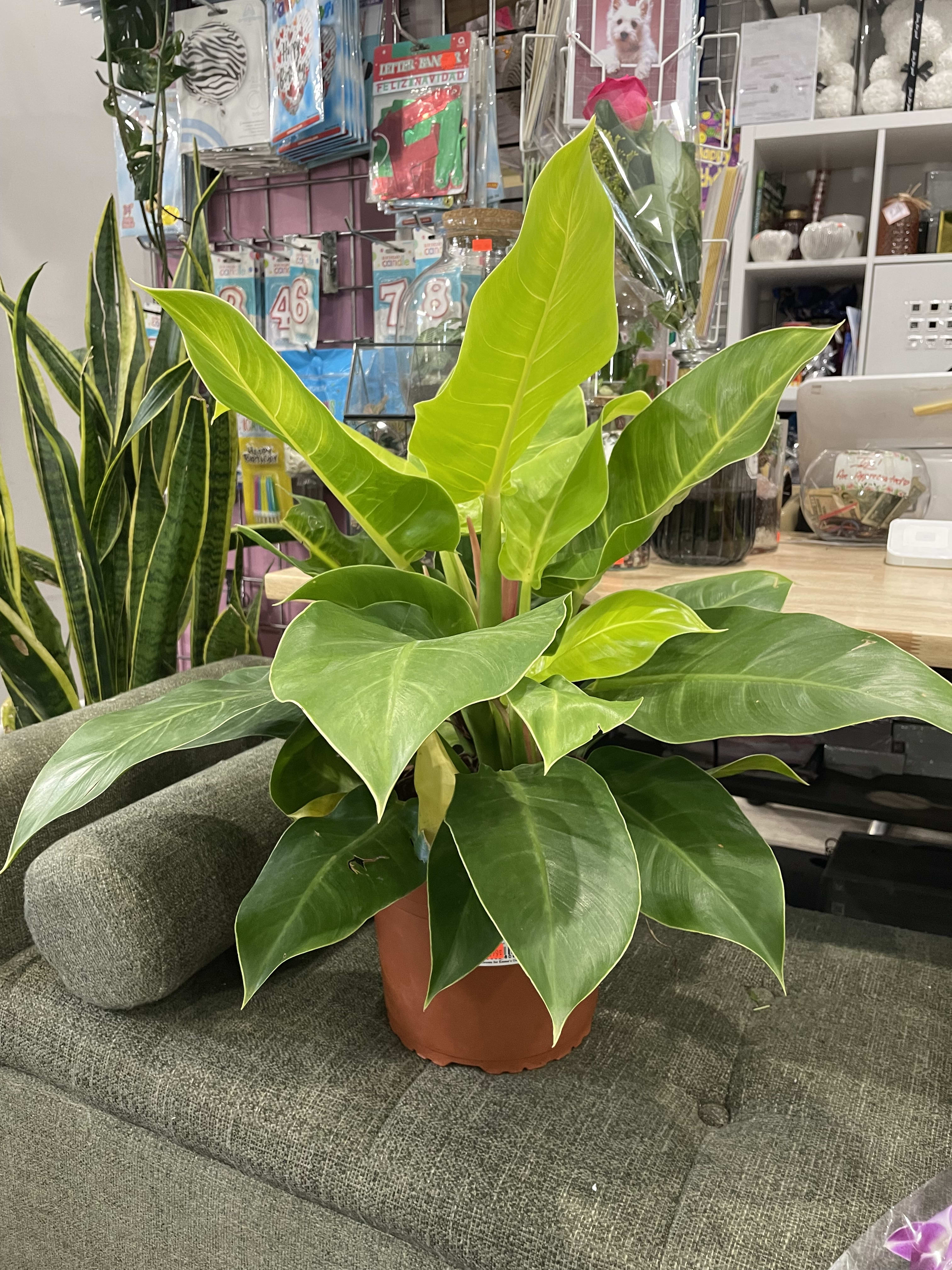 Philodendron Moonshine - The spear-shaped, light-green foliage starts out as lime green. As the leaves age, the lime color becomes less intense. It has the ability to grow up to 6 feet in height if kept in ideal conditions. Leaves are up to 35 inches long and approximately 2.4 inches wide. Leaves grow vertically from the base that gives this plant an amazing architectural look.