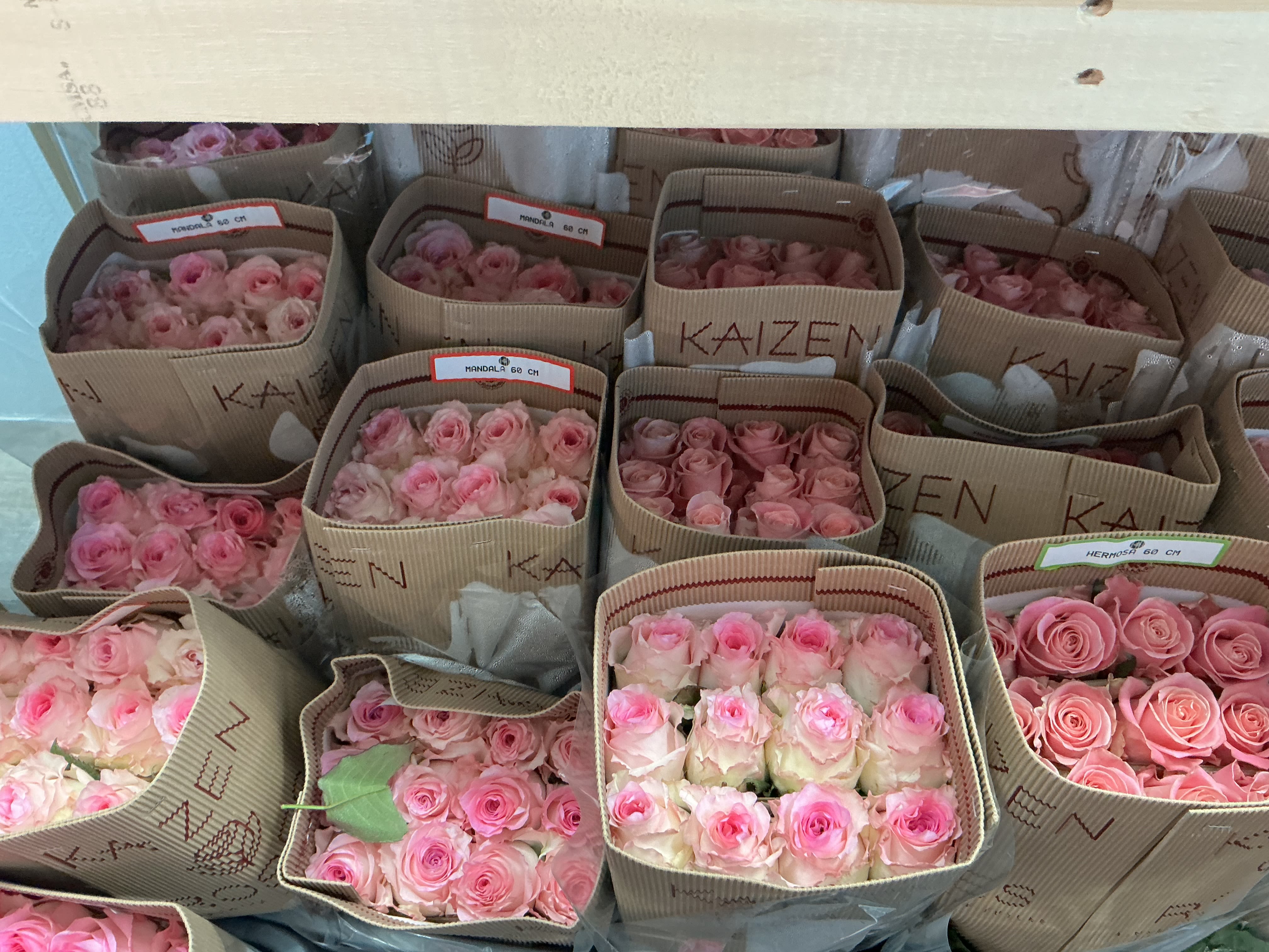 Bunch of light Pink roses  - The bunch of roses has 25 roses 