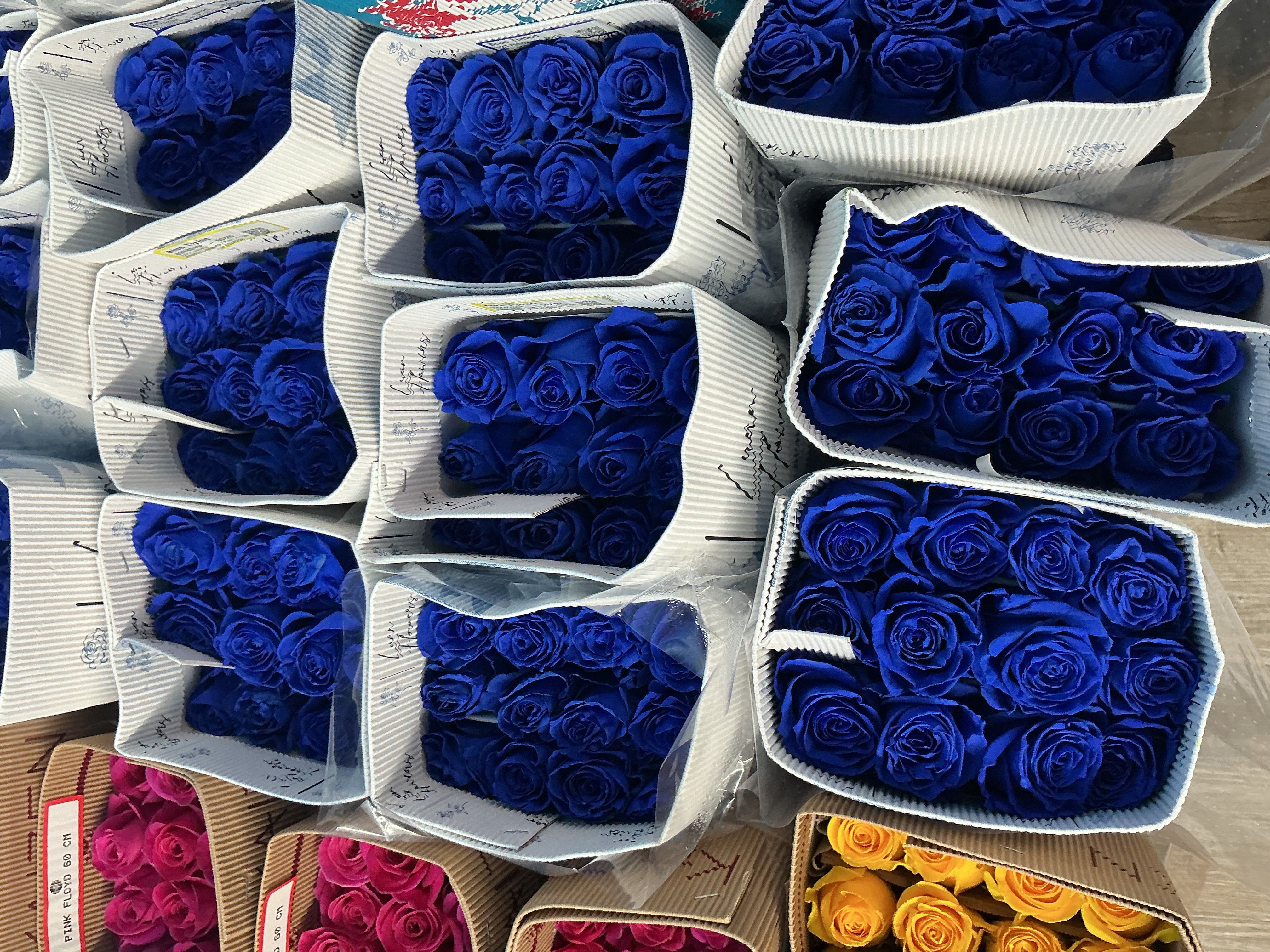 Bunch of blue roses  - The bunch has 25 roses 