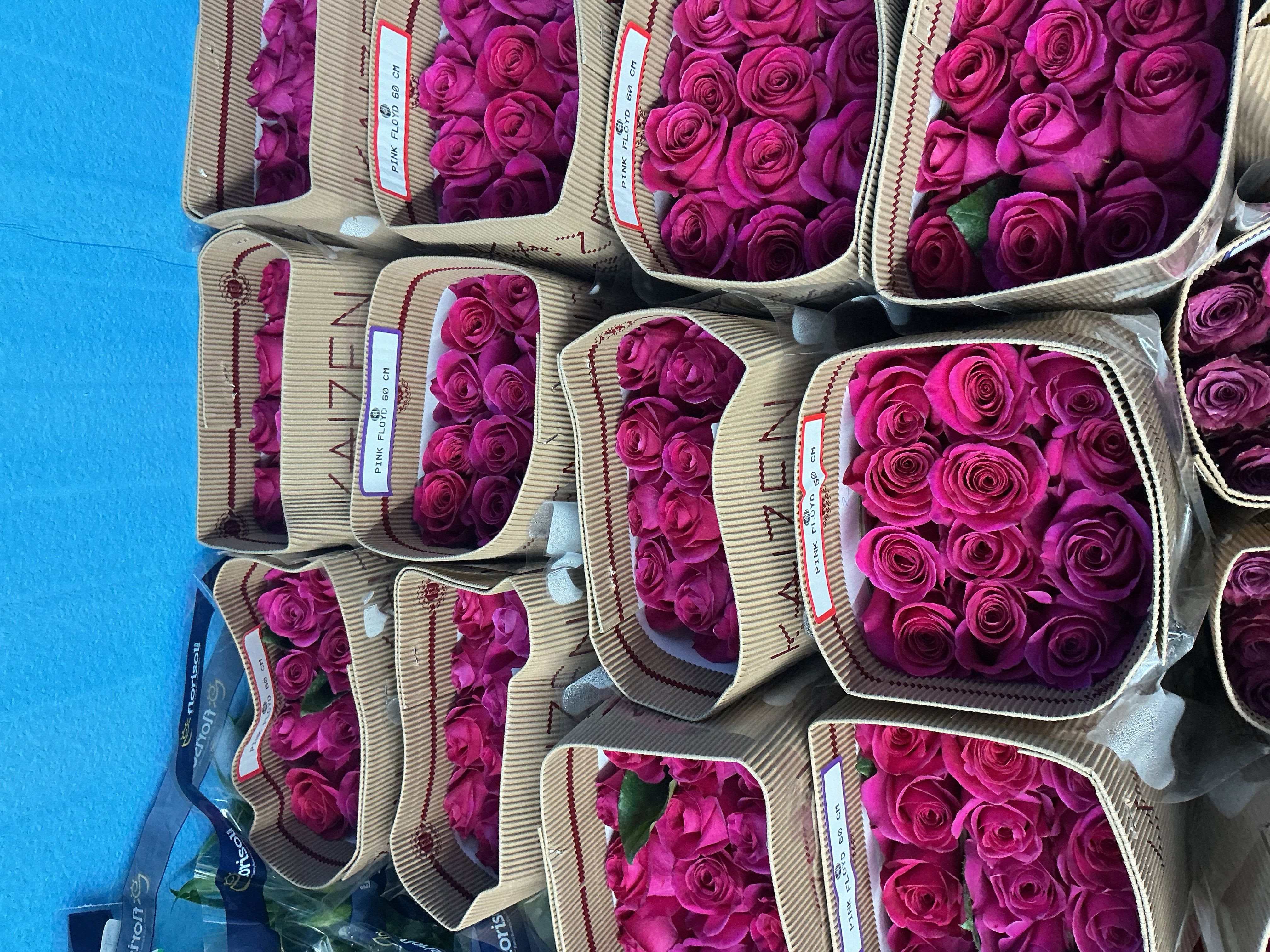 Bunch of hot pink roses  - The bunch has 25 roses 