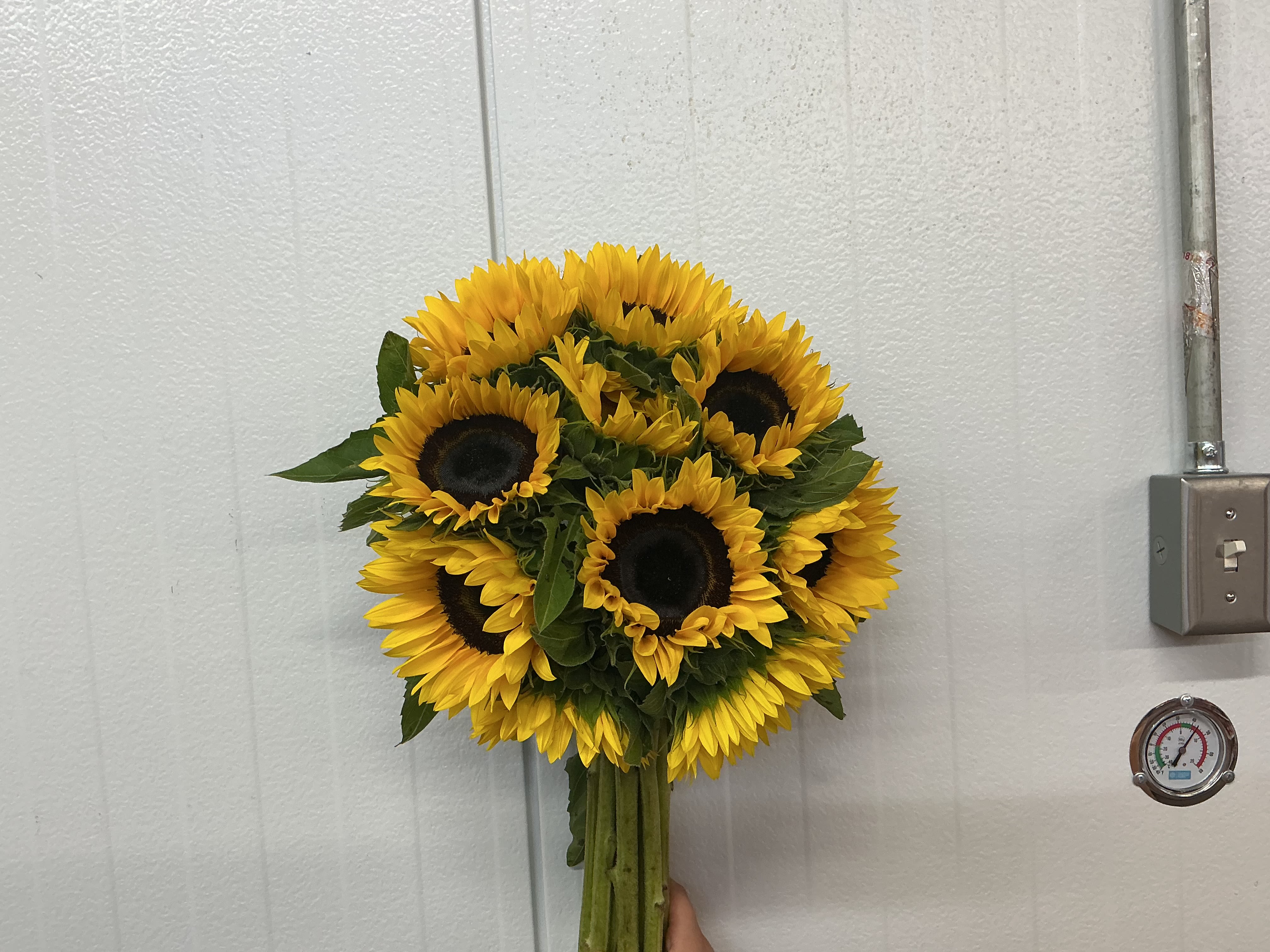 Bunch of sunflowers  - The bunch has 10 sunflowers