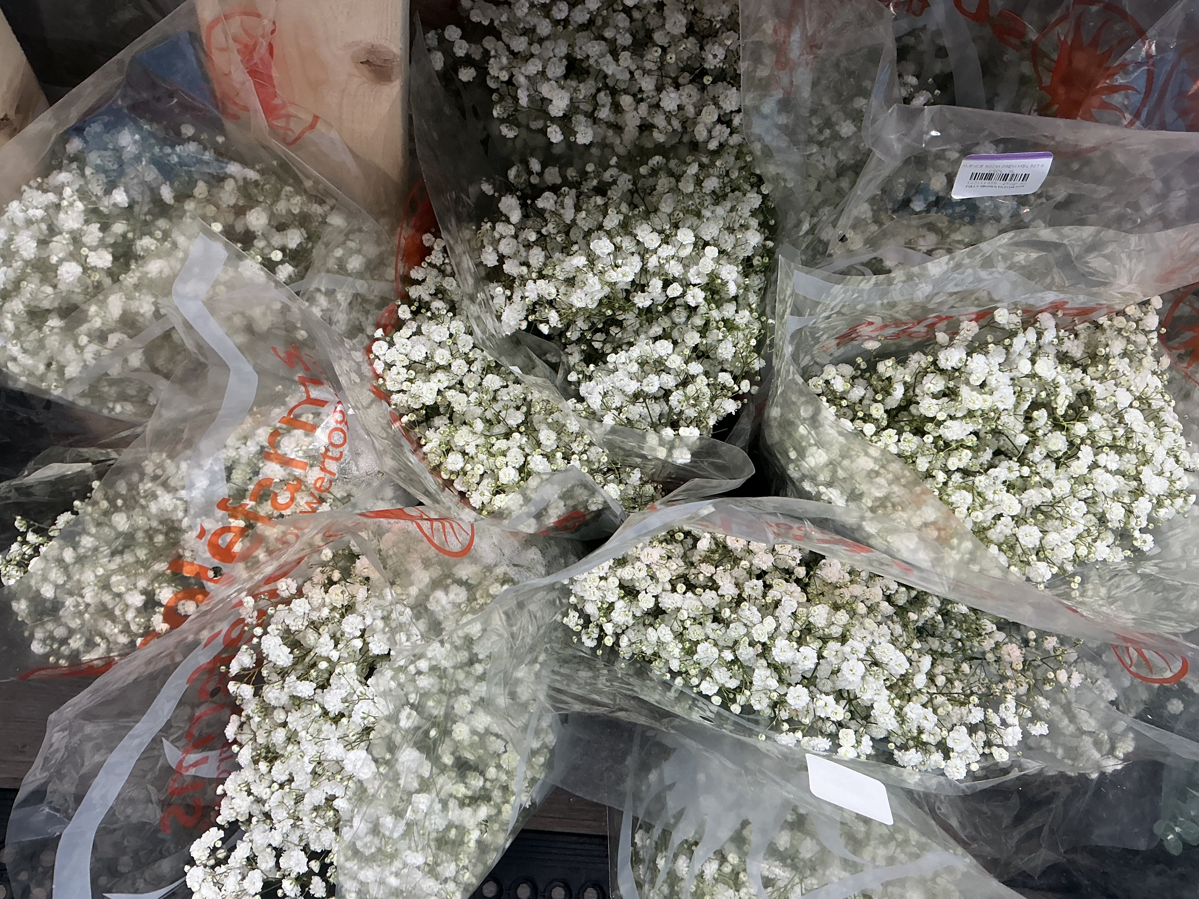 Baby breath flower  - The bunch of baby 