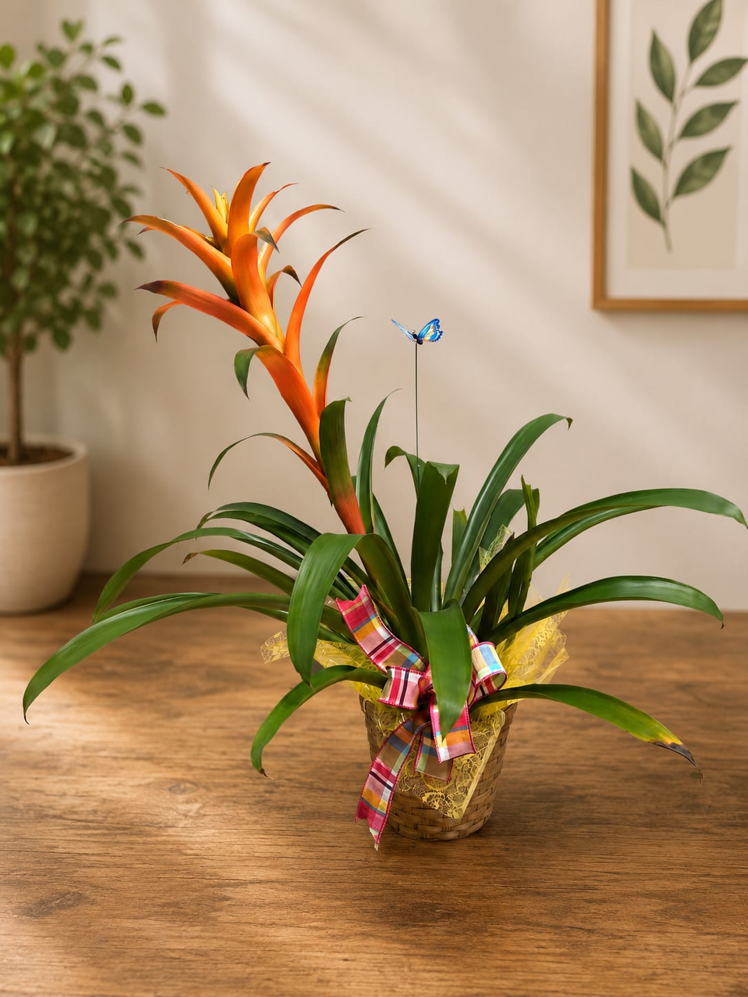 Tropical Sunset Bromeliad - A vibrant orange bromeliad makes an unexpected, joyful gift-perfect as a housewarming plant, everyday thank-you, or a bright anniversary accent. This potted arrangement reads "tropical sunset" with its tall orange bloom rising above glossy green rosettes, sending an immediate burst of color and uplifting energy to the person you're thinking of.  The plant arrives in a plastic nursery pot tucked into a woven basket planter, wrapped with yellow decorative tissue and finished with a colorful plaid ribbon for a ready-to-give presentation. A small blue butterfly pick adds a playful touch. Colors include vivid orange, fresh greens, soft pink and sunny yellow accents in the styling, and the overall size fits neatly on a side table, shelf, or windowsill.  Give this to someone who loves modern, natural decor-the long-lasting foliage and striking flower spike look great in a bright room and keep delighting week after week. Care is simple: moderate, indirect light and occasional watering at the soil line; the basket helps the plant feel home-ready while the nursery pot makes routine watering easy.