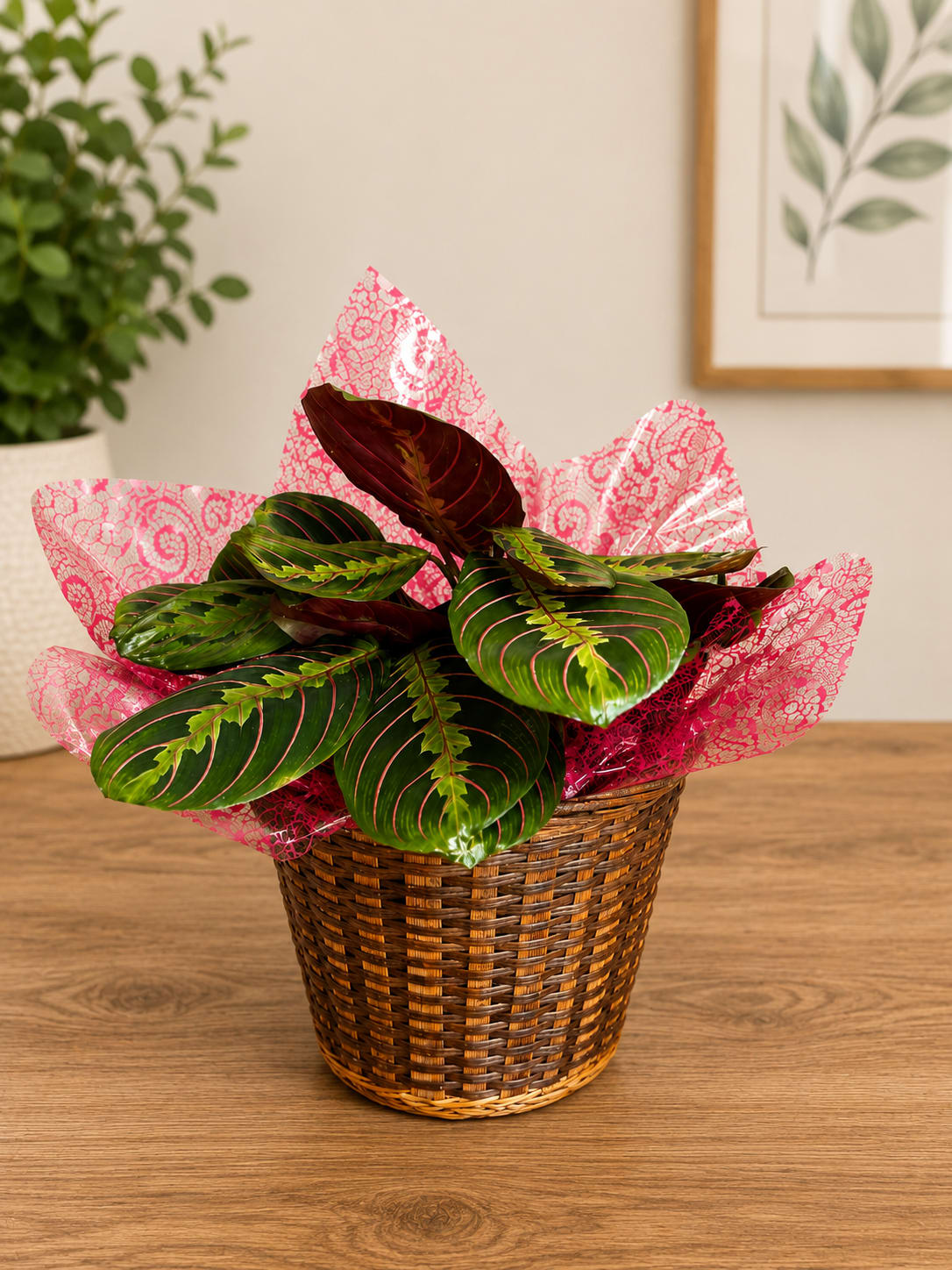 Prayer Plant (Maranta) - A vivid prayer plant (Maranta) with broad oval leaves streaked in pink veins and rich green tones makes a lively housewarming or "just because" gift that feels thoughtful without fuss. The bright patterned pink cellophane wrap and woven basket give this potted plant a ready-to-give presentation, perfect for saying thank you, cheering up a friend, or welcoming someone to a new home.  This arrangement is all foliage: a single lush Maranta with contrasting pink and brown accents in the leaf pattern, seated in a natural woven basket and finished with decorative pink cellophane. Its compact size fits tabletops, shelves, or a sunny corner and brings immediate visual interest with low-maintenance appeal.  For the person you're thinking of, this prayer plant sends a warm, cheerful message and keeps giving as it grows-an enduring alternative to cut flowers. Place it in bright, indirect light, keep soil evenly moist but not waterlogged, and wipe the leaves occasionally to show off that pink veining. Order with same‑day pickup or delivery where available for quick, gift-ready presentation.