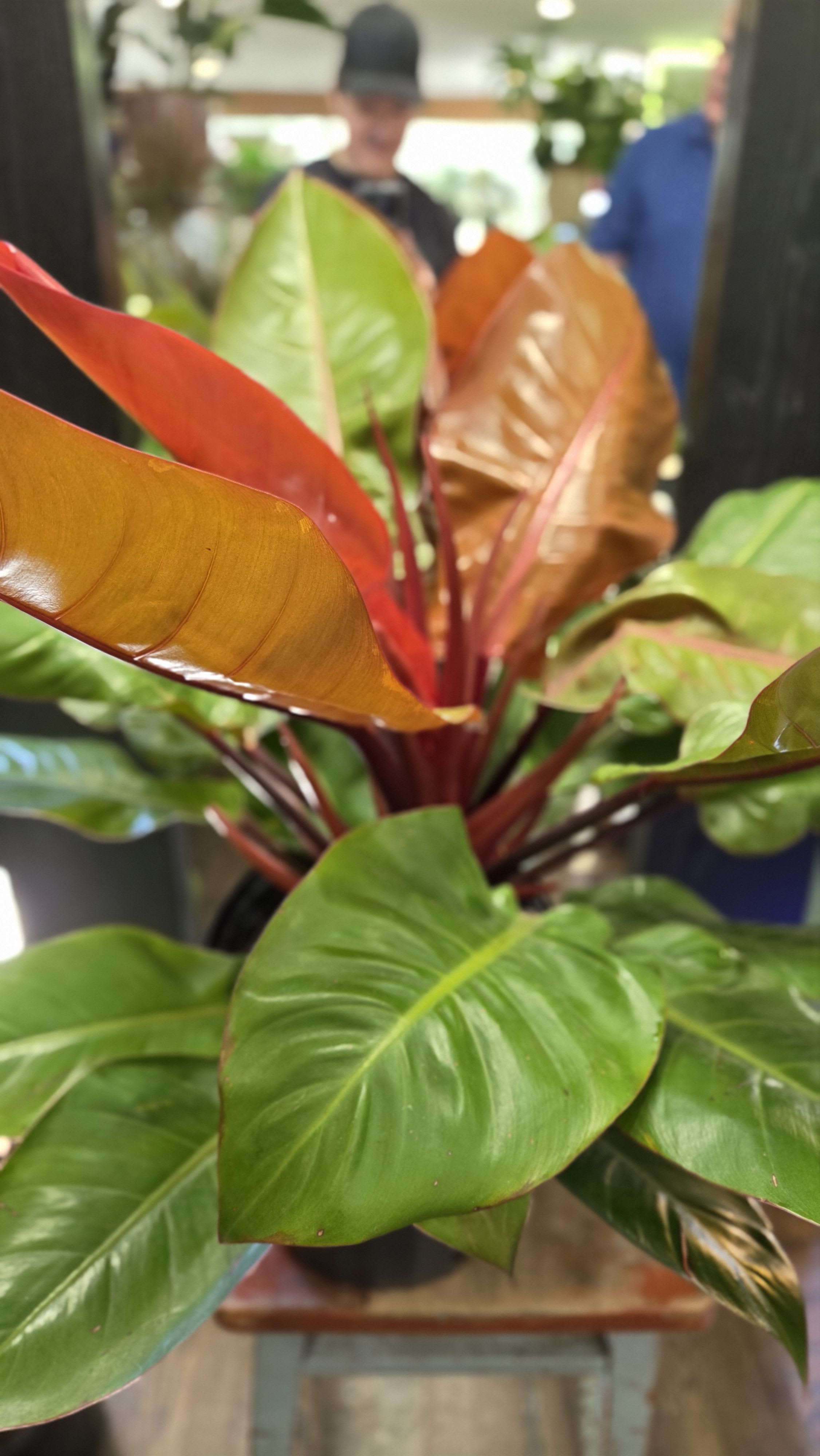Potted tropical plant with glossy green and copper-red leaves